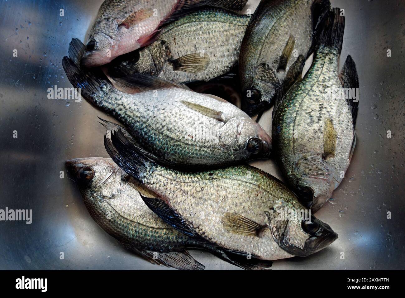 a mess of crappie fish in a sink Stock Photo