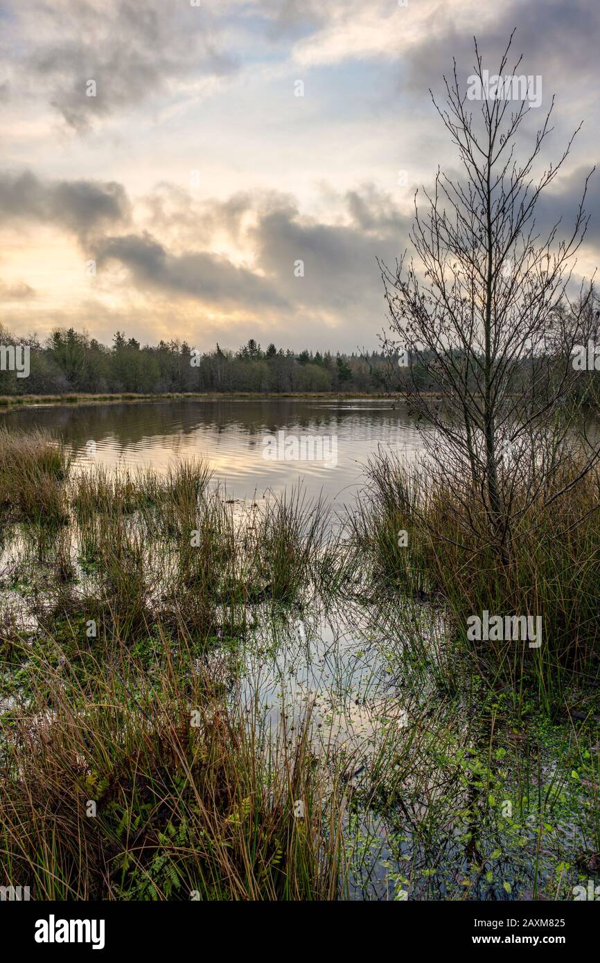 Woorgreens Lake and marsh near Cinderford in the Forest of Dean, Gloucestershire. Stock Photo