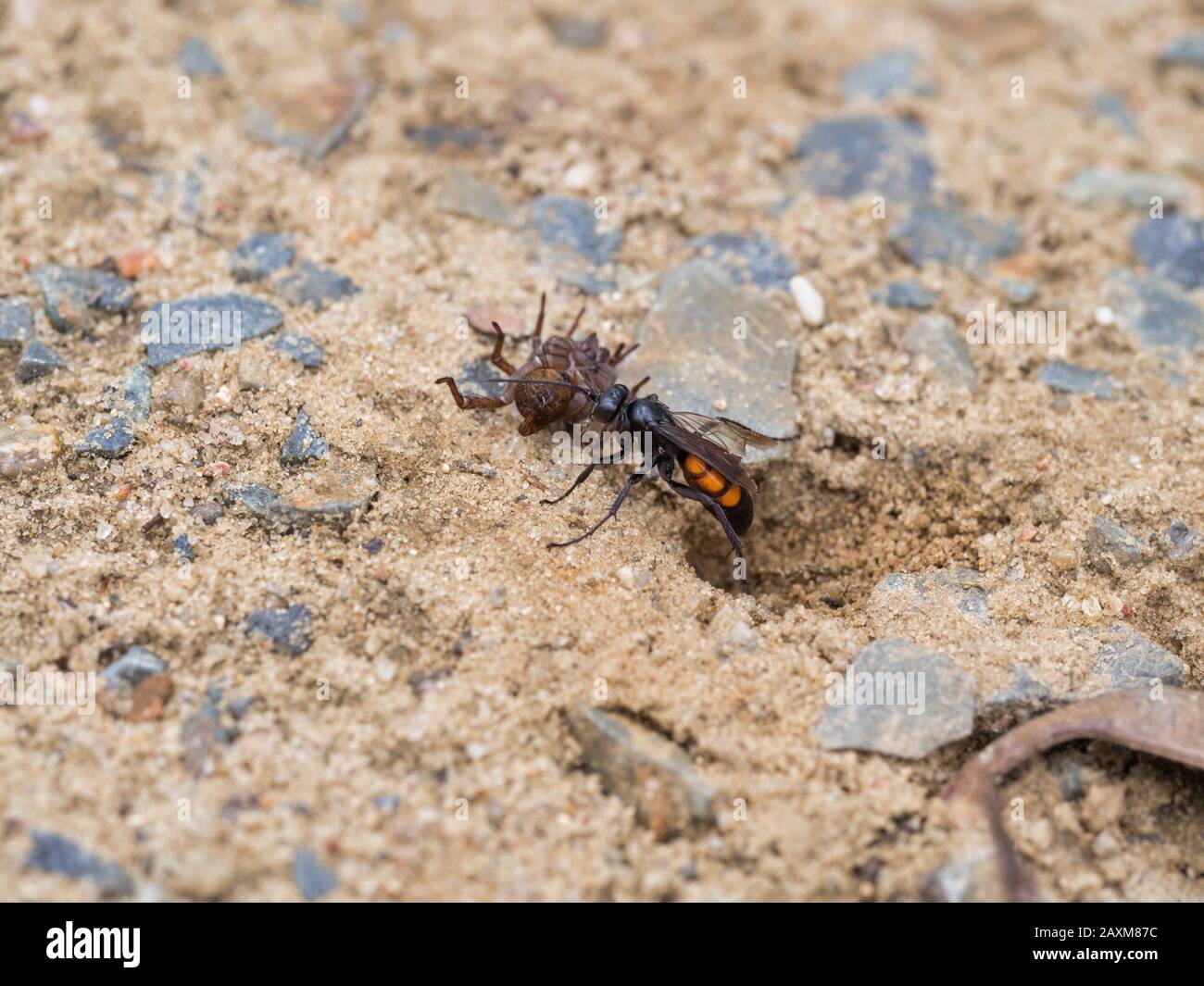 Black-banded spider wasp, female, Anoplius viaticus, with paralyzed spider Stock Photo