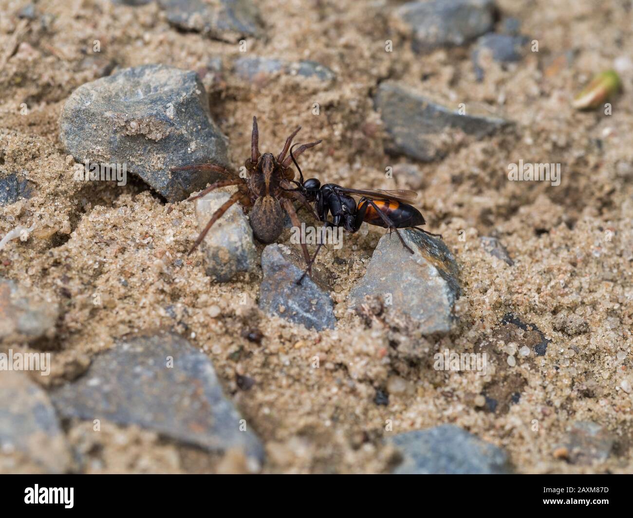 Black-banded spider wasp, female, Anoplius viaticus, with paralyzed spider Stock Photo