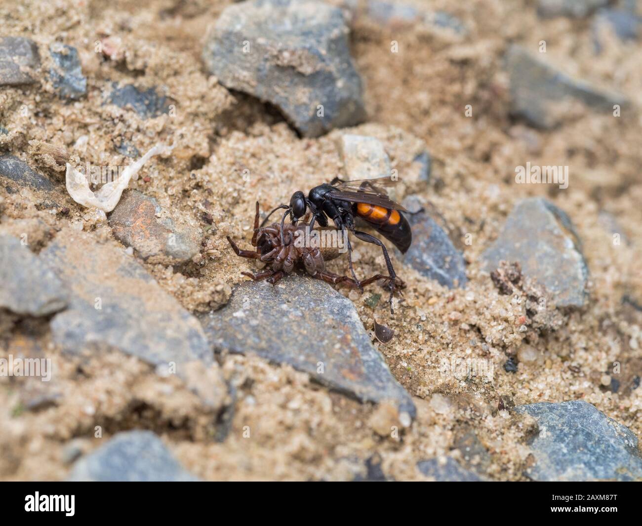 Black-banded spider wasp, female, Anoplius viaticus, with paralyzed spider Stock Photo