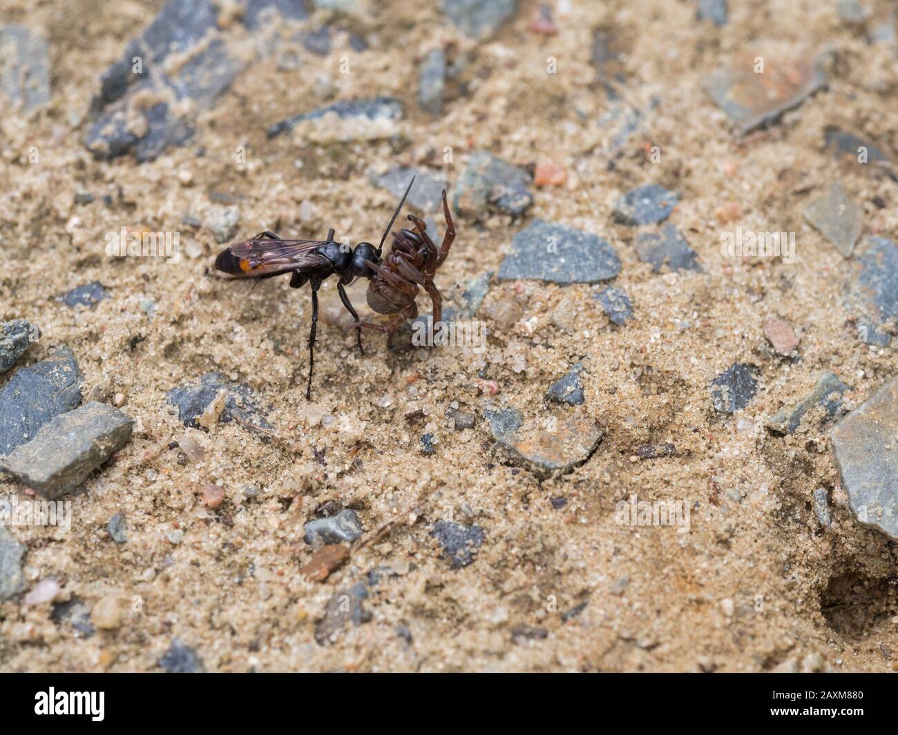 black-banded spider wasp, female, Anoplius viaticus, with paralyzed spider Stock Photo