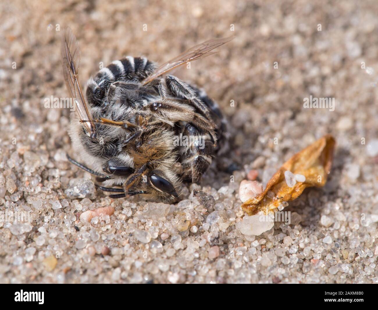 Sand bees, Andrena barbilabris, little males fighting for a female Stock Photo