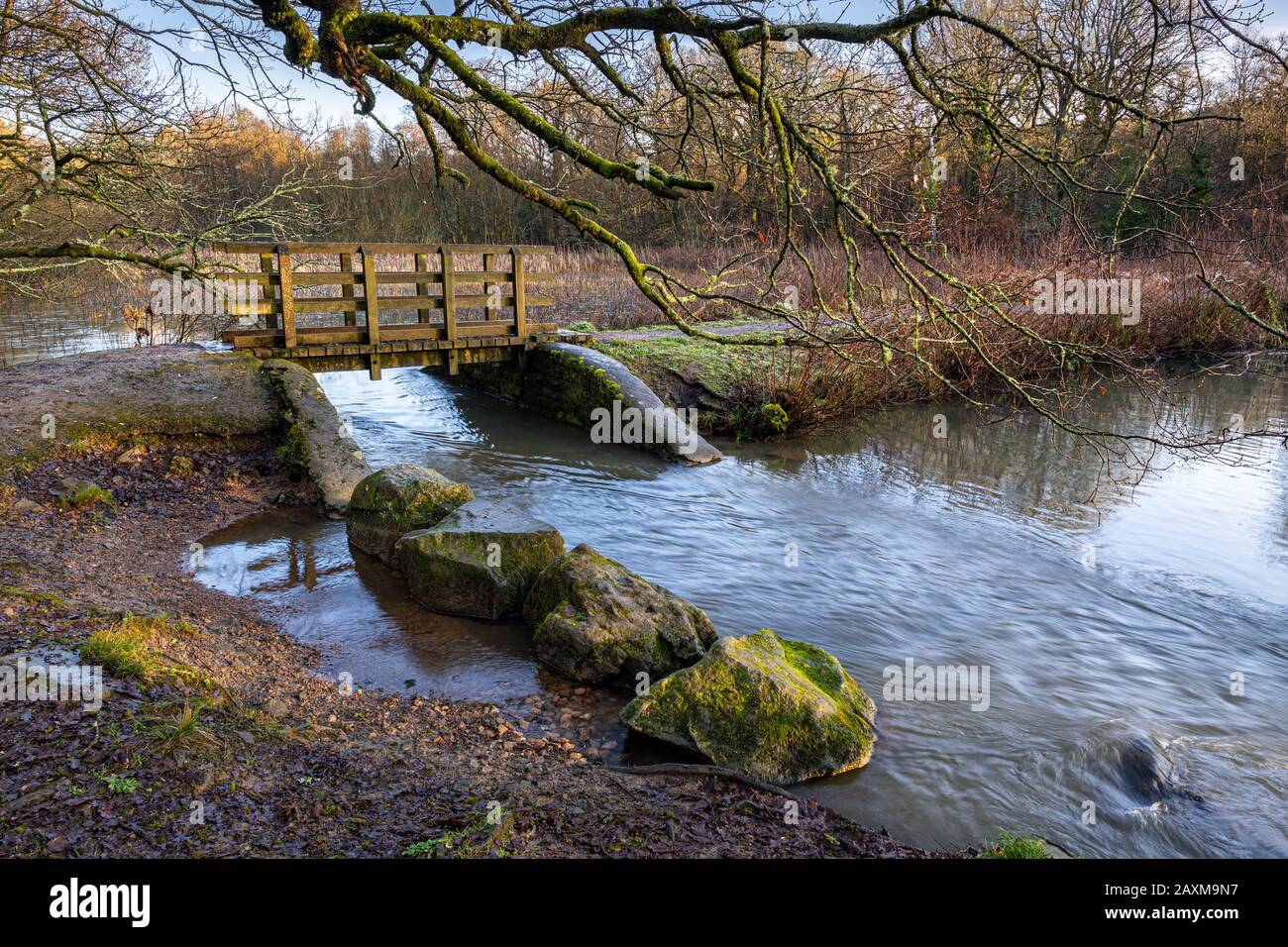 Cannop ponds in the Forest of Dean, Gloucestershire Stock Photo Alamy