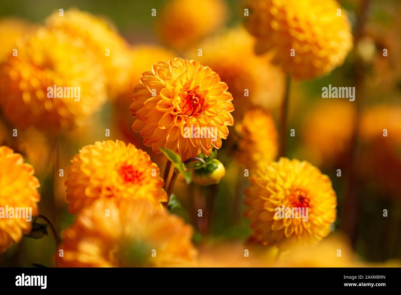 Variety of dahlia hi-res stock photography and images - Alamy