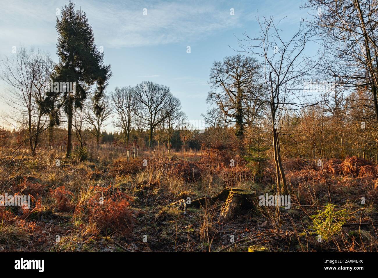 The Forest of Dean near Cinderford, Gloucestershire. Stock Photo