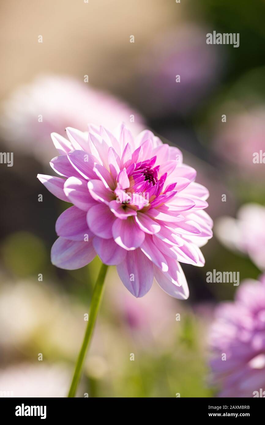 Dahlia Valentino close up with isolated background Stock Photo