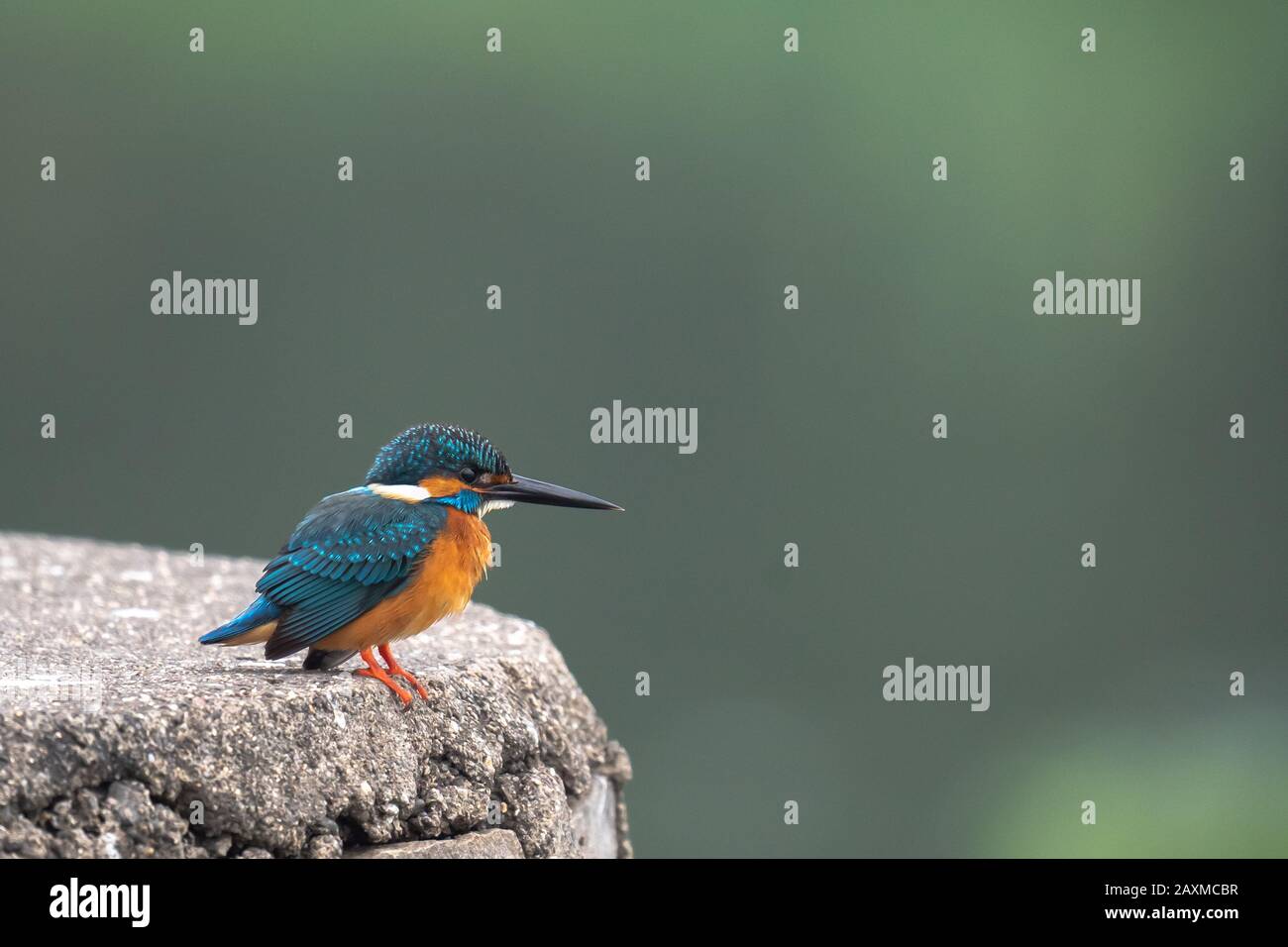 Beautiful bird the Common Kingfisher Alcedo atthis observing  Stock Photo