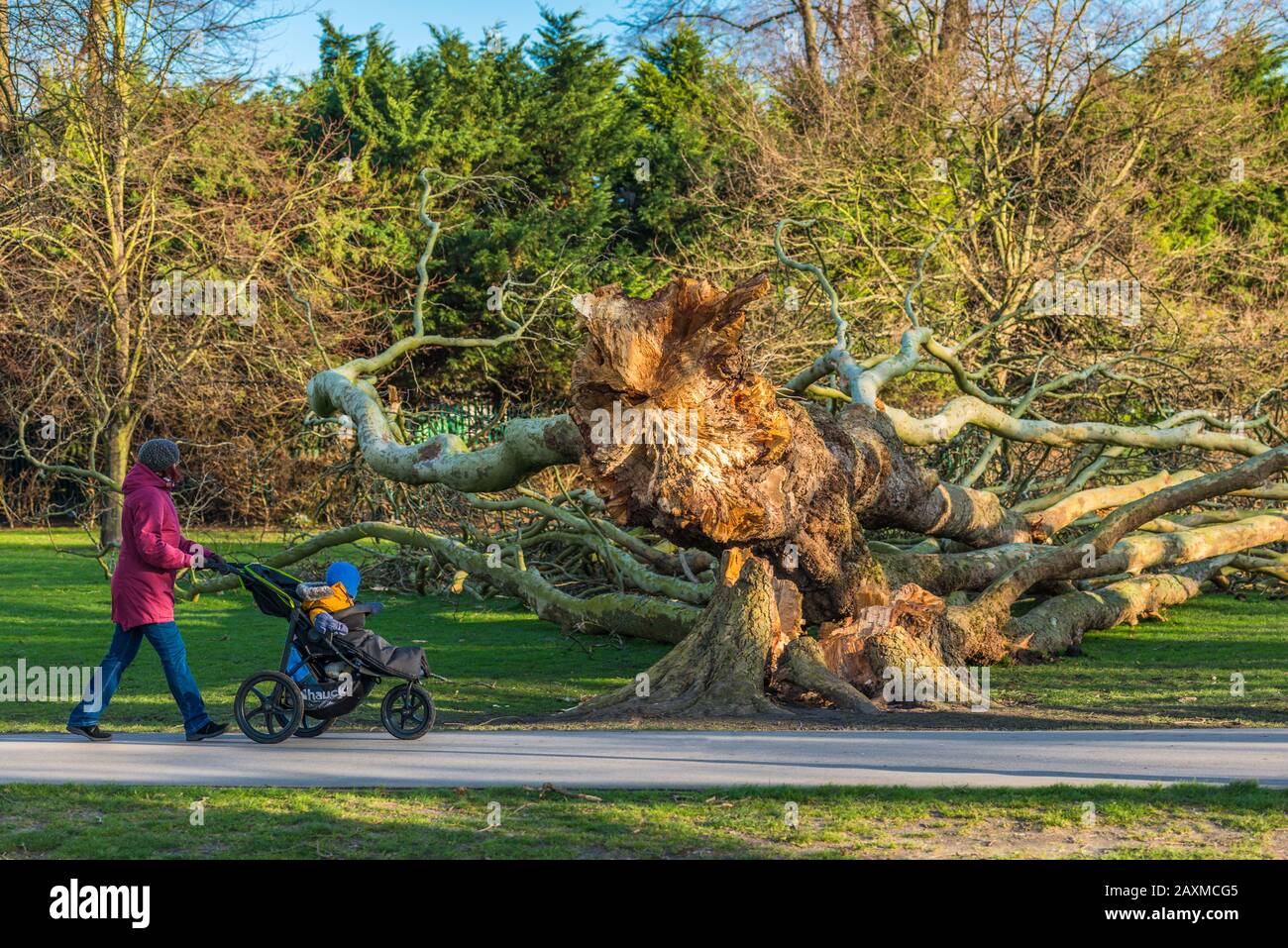 London plane tree damage on Jesus Green from Storm Ciara. The trees on Jesus Lock to Midsummer Common path have been there since 1913. Cambridge. UK. Stock Photo