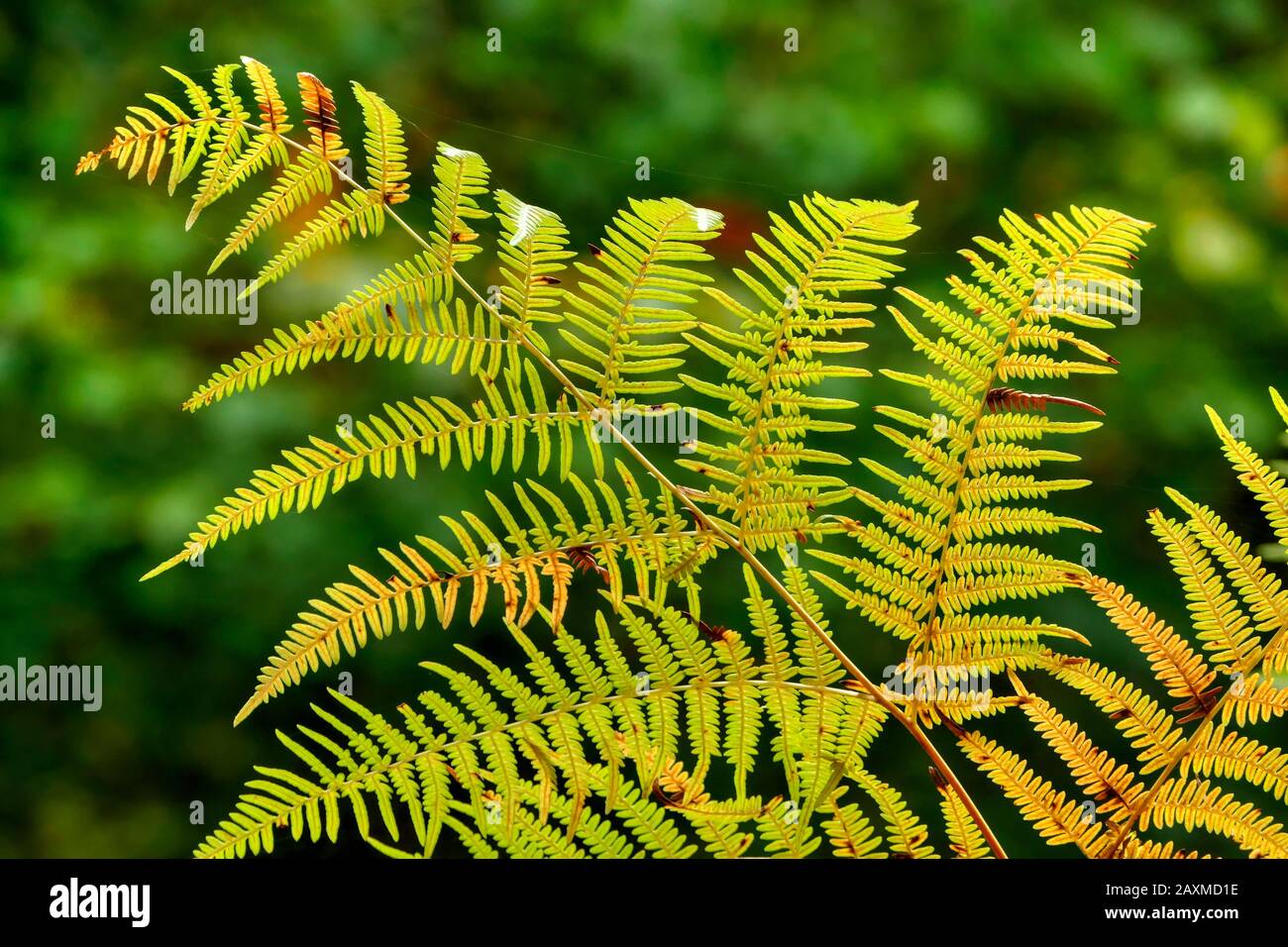 Pinnate compound fern hi-res stock photography and images - Alamy