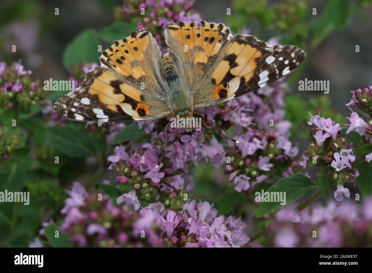 A Painted Lady butterfly (Vanessa cardui) nectaring on a purple or lilac flowers. Stock Photo
