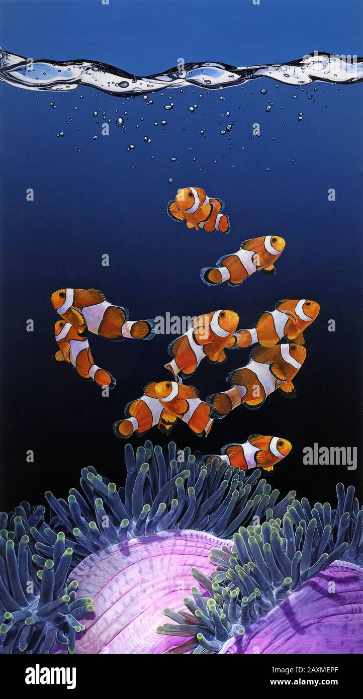 Shoal of Clownfish and Magnificent Sea Anemone Stock Photo