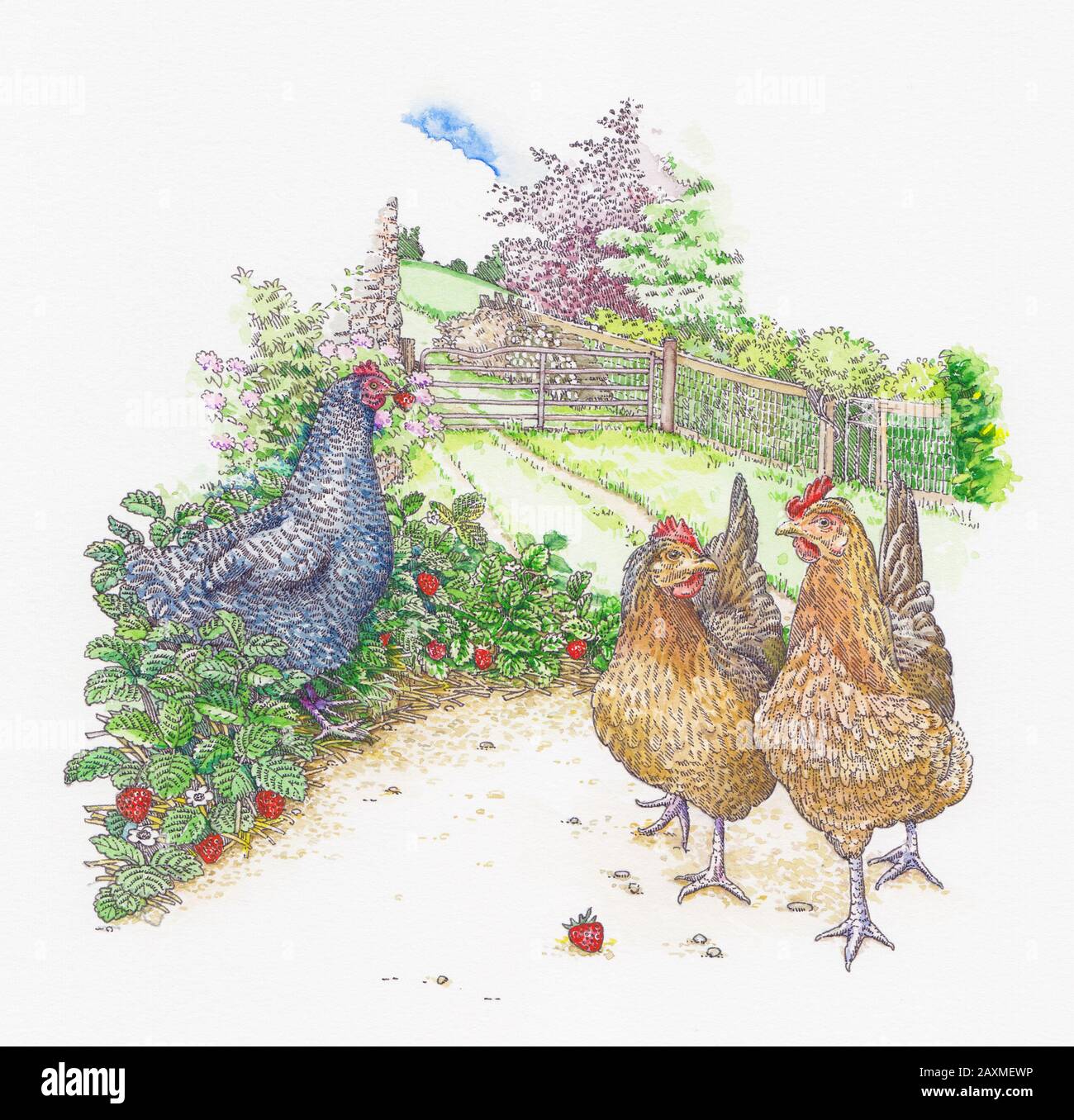 Maran and Welsummer chickens walking and eating strawberries in garden Stock Photo