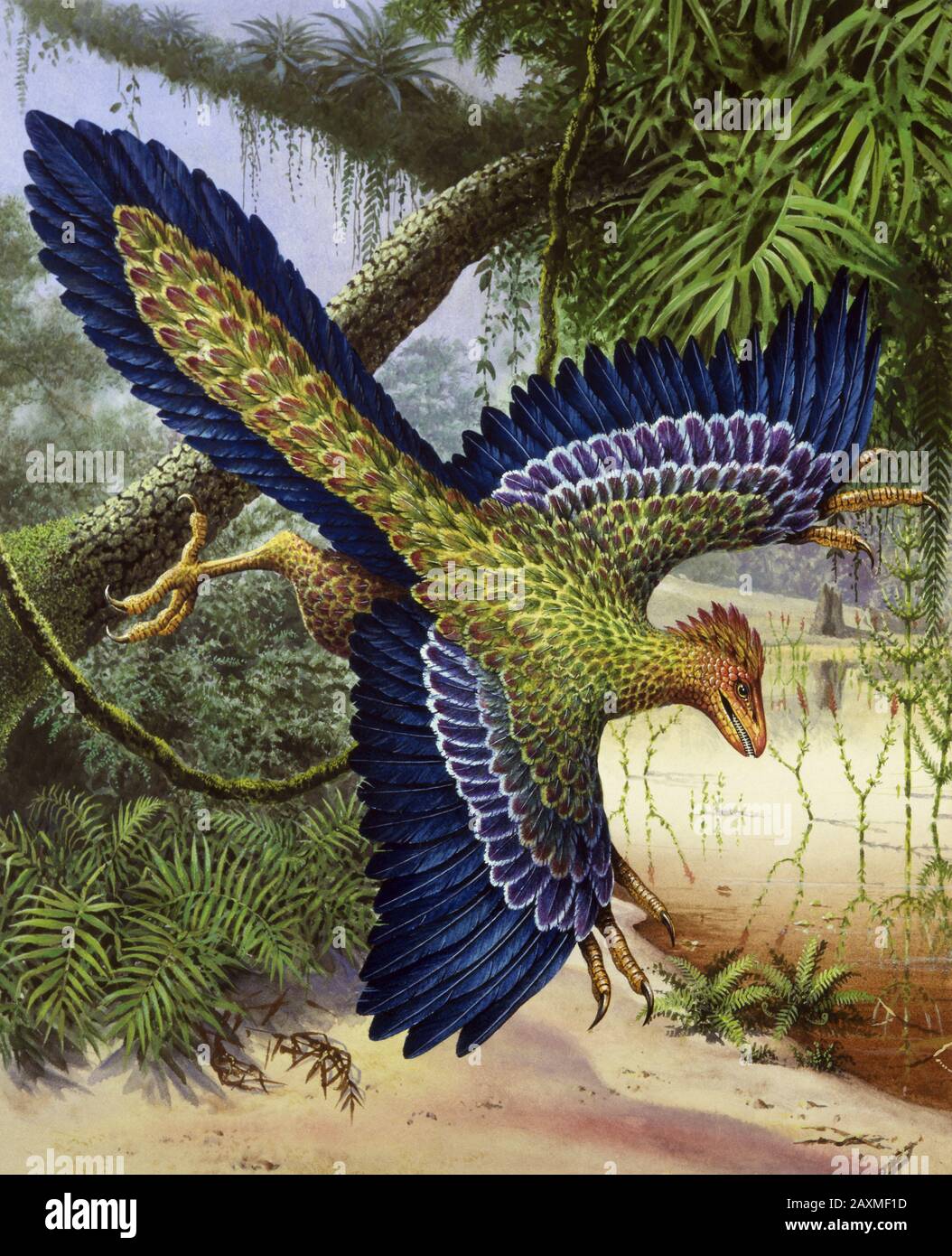 Archaeopteryx Bird Or Reptile