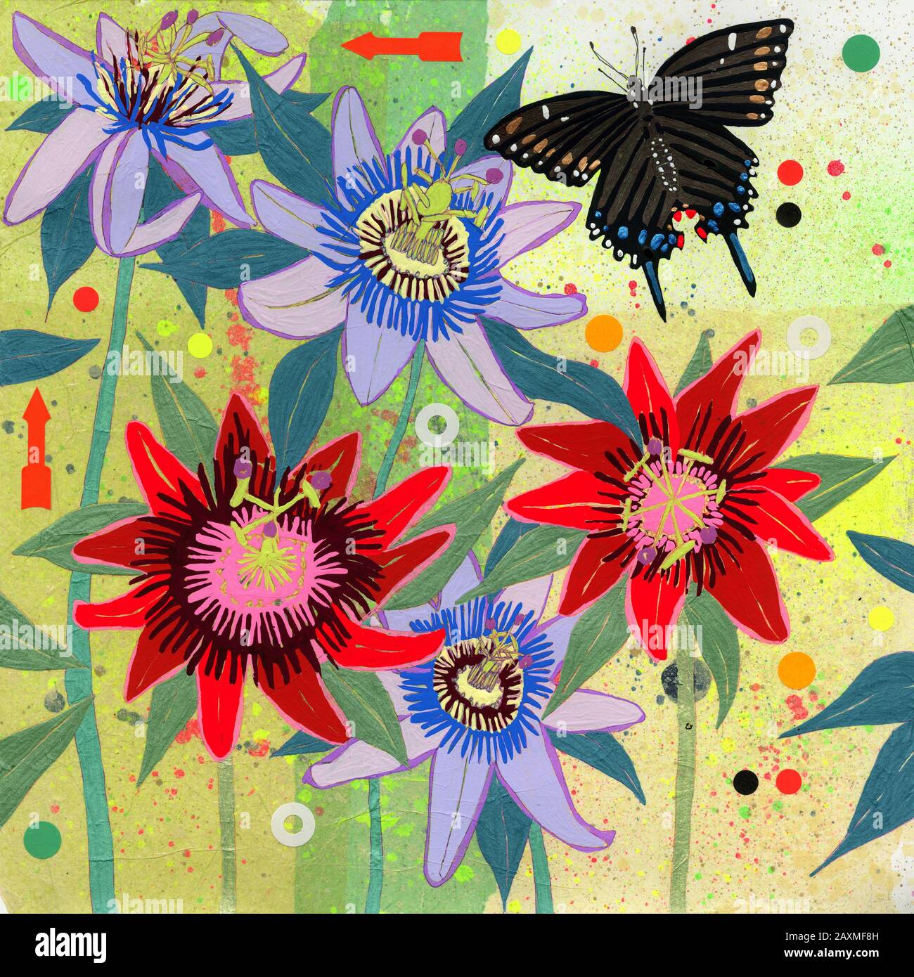 Black Swallowtail Butterfly and Passion Flowers (Passiflora) Stock Photo