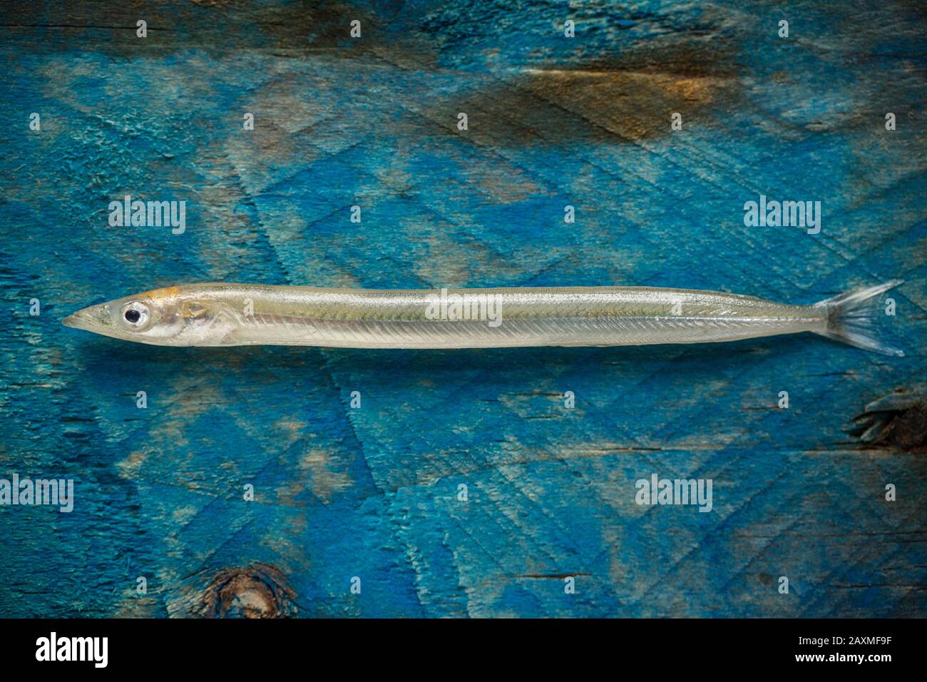 A single, Lesser Sandeel, Ammodytes tobianus, displayed on a piece of driftwood that has been painted blue. Dorset England UK GB Stock Photo
