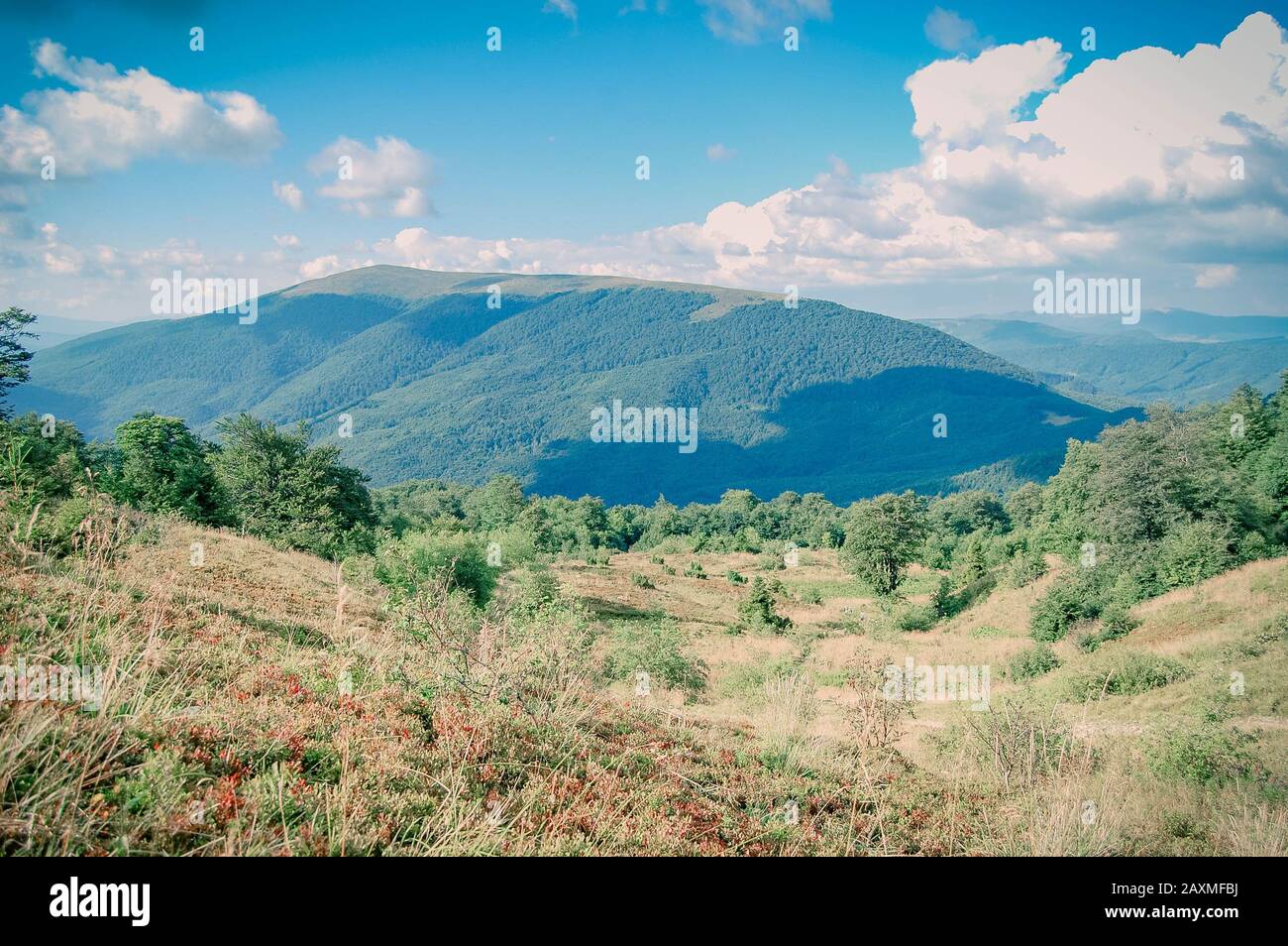 Field trees sky summer hi-res stock photography and images - Alamy