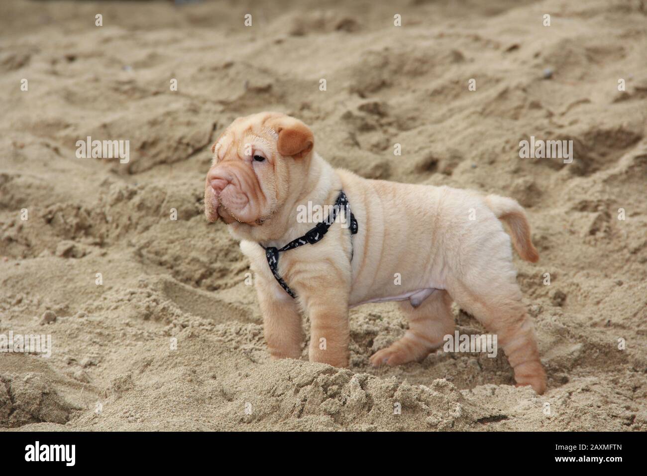 Little cute puppy (Shar-pei Stock Photo - Alamy