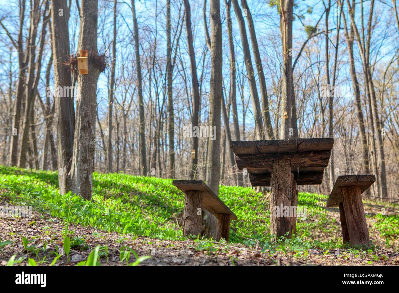 table and seats for picnic in the forest Stock Photo - Alamy