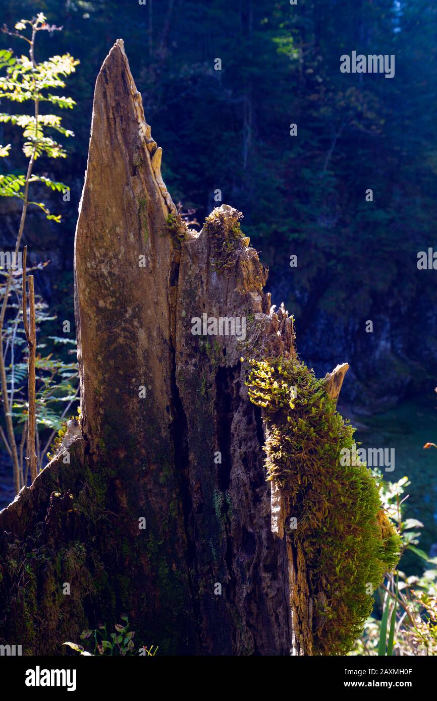 Universal Rocks Tree Stump Tree stump in rocks hi-res stock photography and images - Alamy