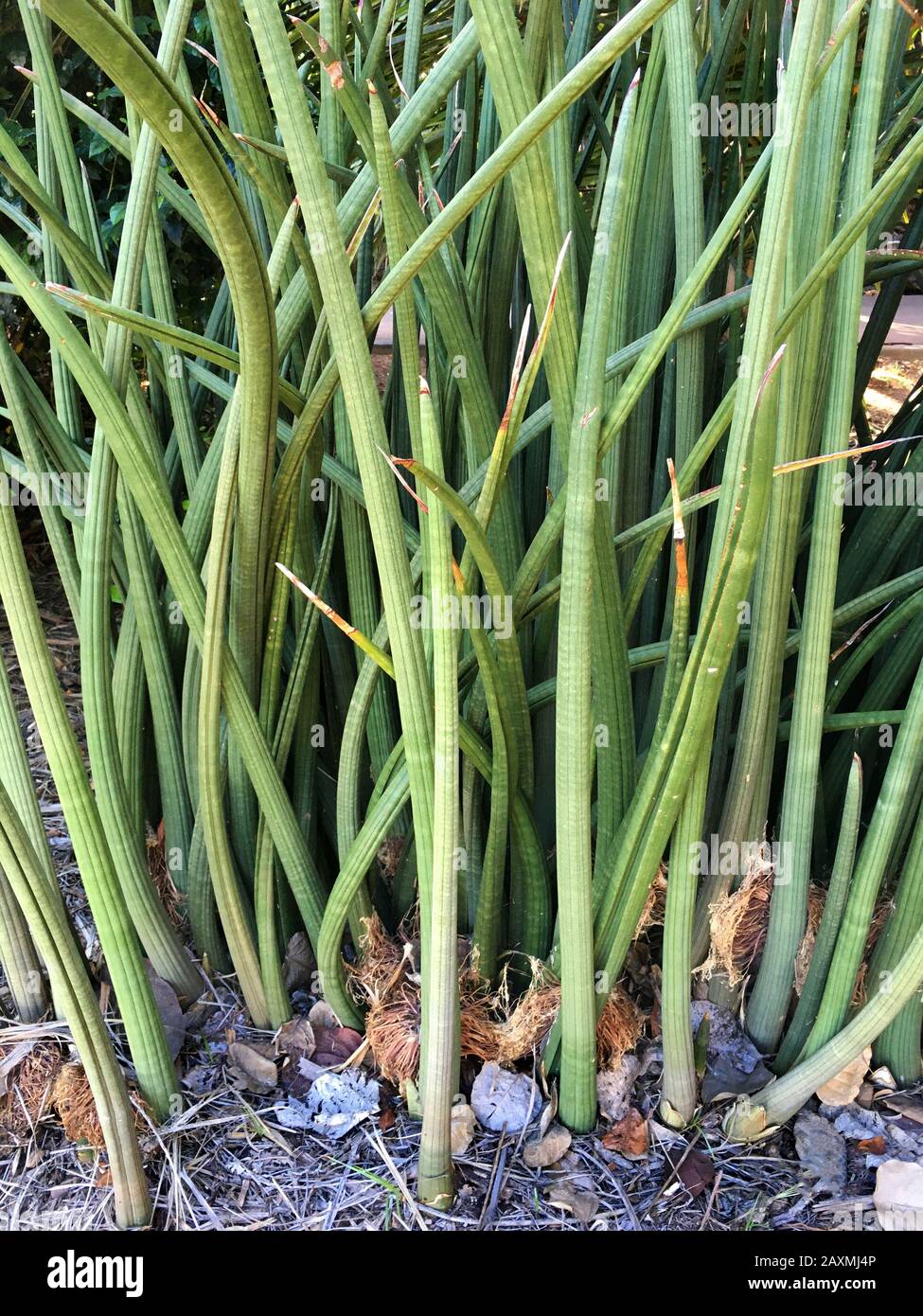 Sansevieria stuckyi hi-res stock photography and images - Alamy