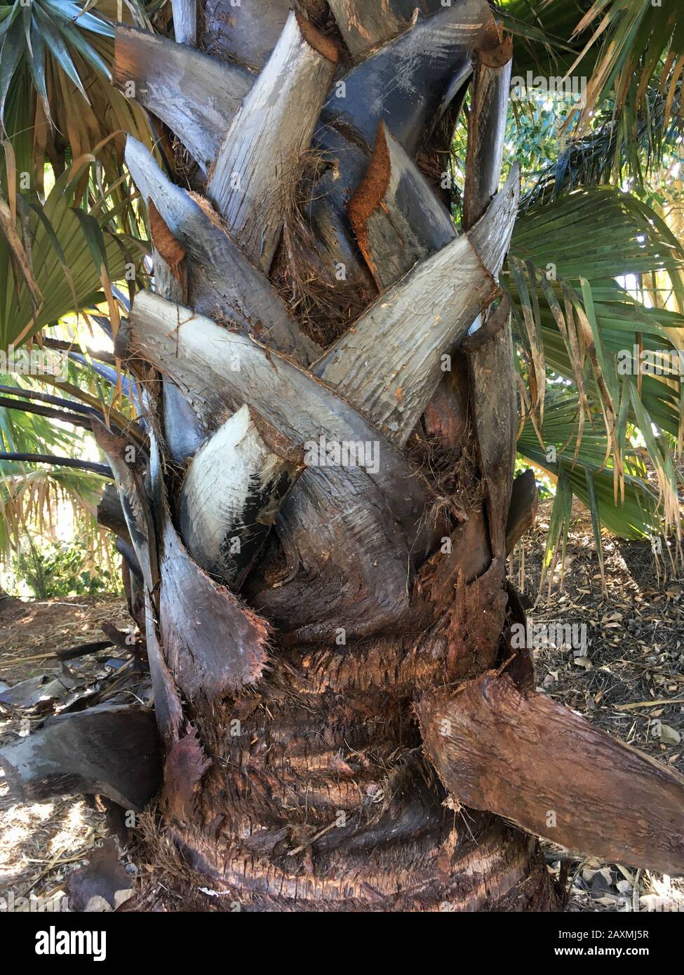 Borassus Aethiopum-tropical palm in the garden Stock Photo