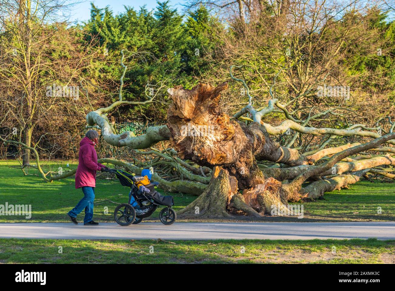 London plane tree damage on Jesus Green from Storm Ciara. The trees on Jesus Lock to Midsummer Common path have been there since 1913. Cambridge. UK. Stock Photo