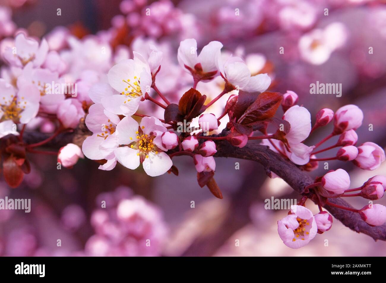 Pink bokeh hi-res stock photography and images - Alamy, image size:1300x956