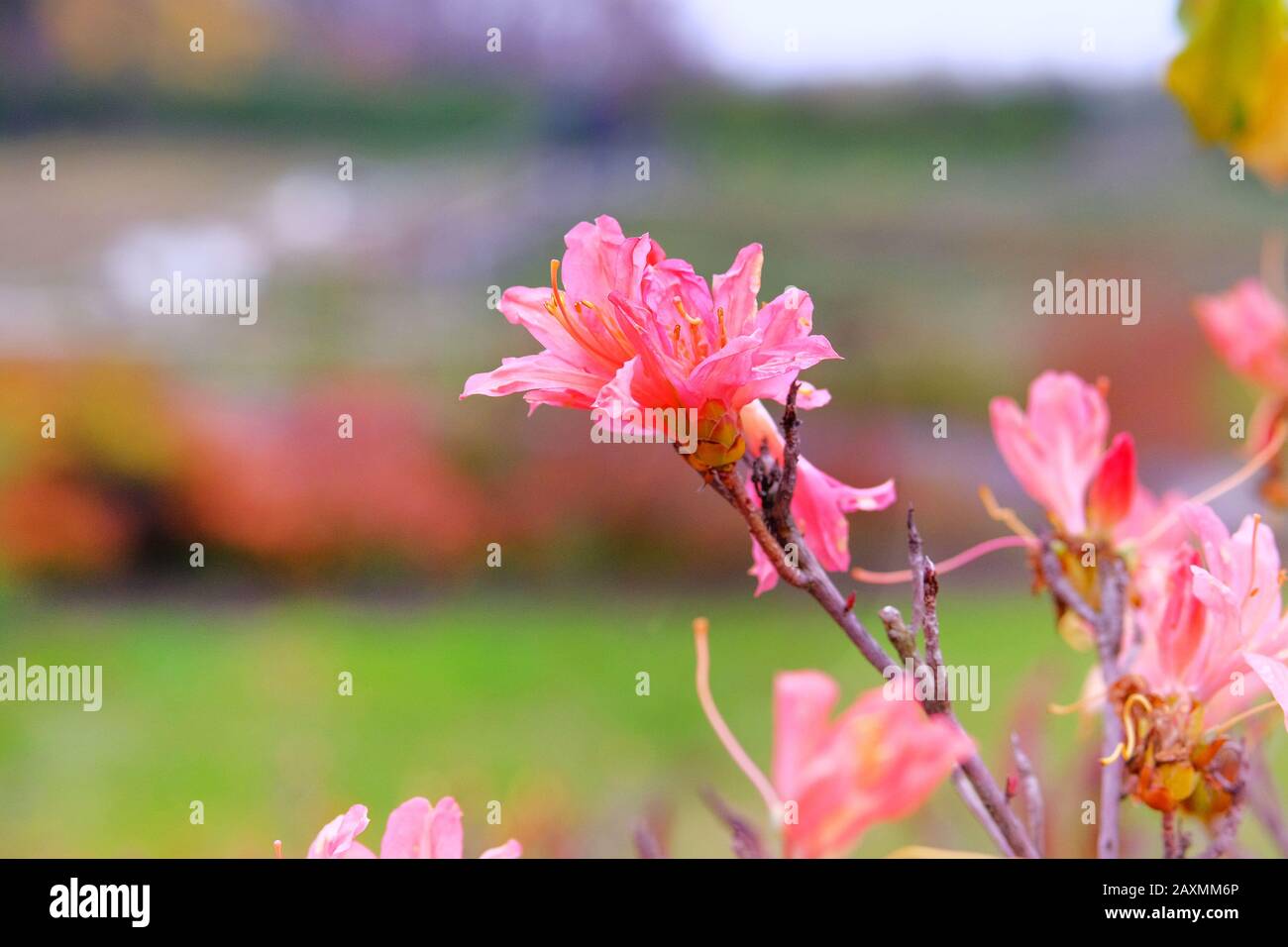 Rhododendron molle is blooming in city park. Pink flowers is growing in garden, close up. Landscaping and decoration in spring season. Stock Photo