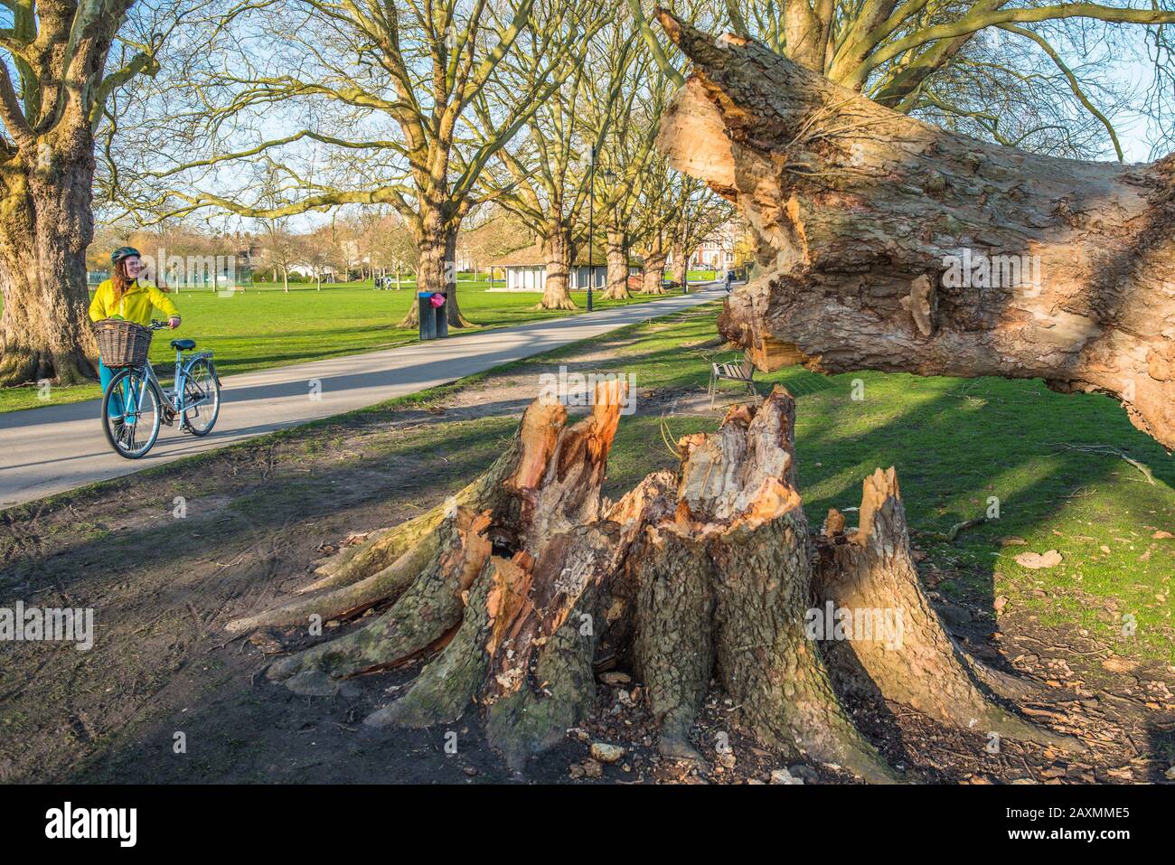 London plane tree damage on Jesus Green from Storm Ciara. The trees on Jesus Lock to Midsummer Common path have been there since 1913. Cambridge. UK. Stock Photo