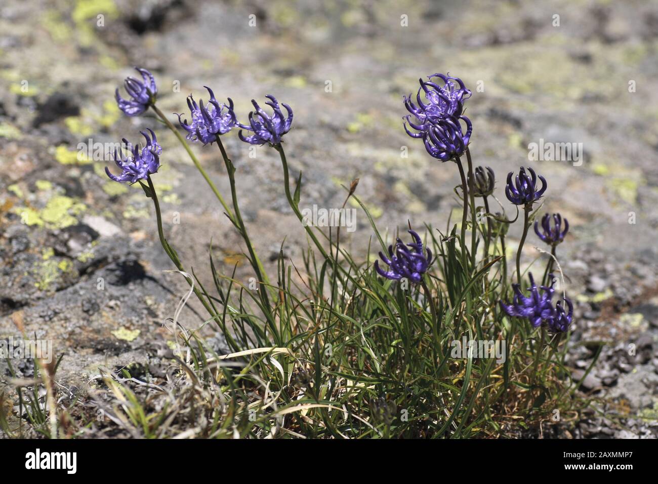 Halbkugelige Rapunzel, Phyteuma hemisphaericum Stock Photo