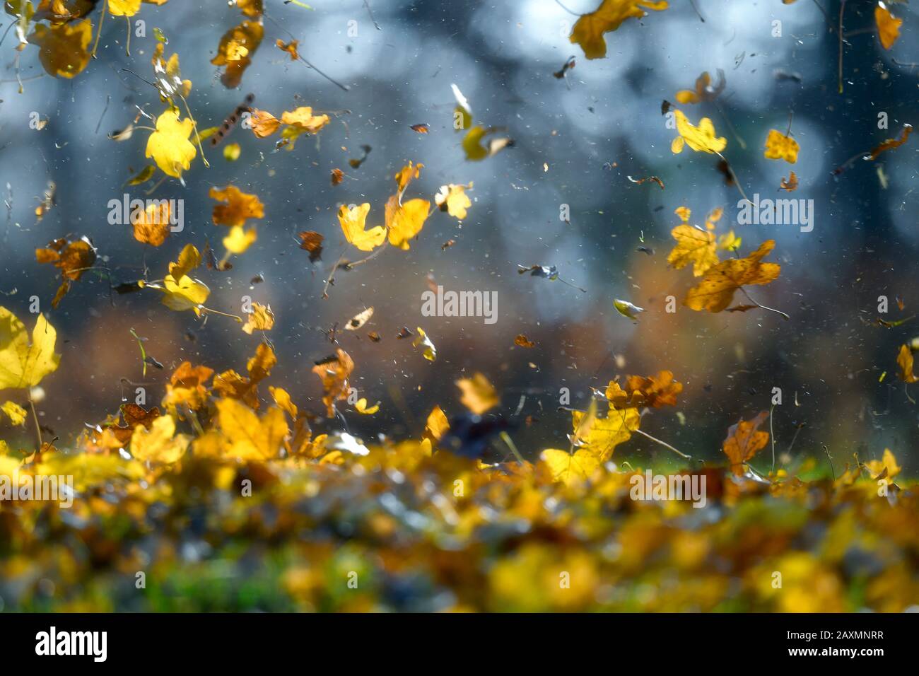 Puff of wind whirls up autumn foliage Stock Photo Alamy