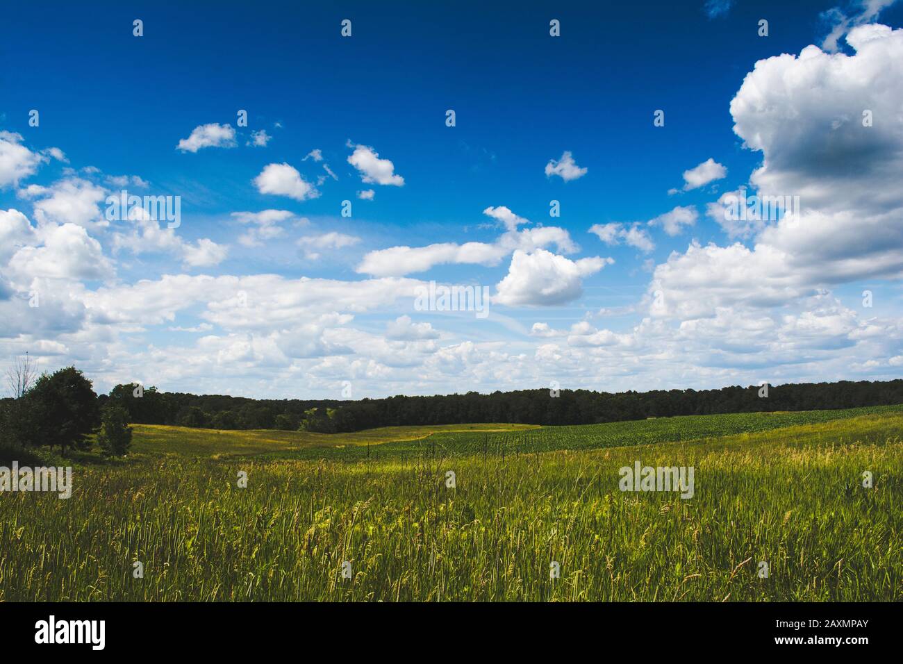 Open Grassy Field Under a Brilliant Blue Sky Stock Photo