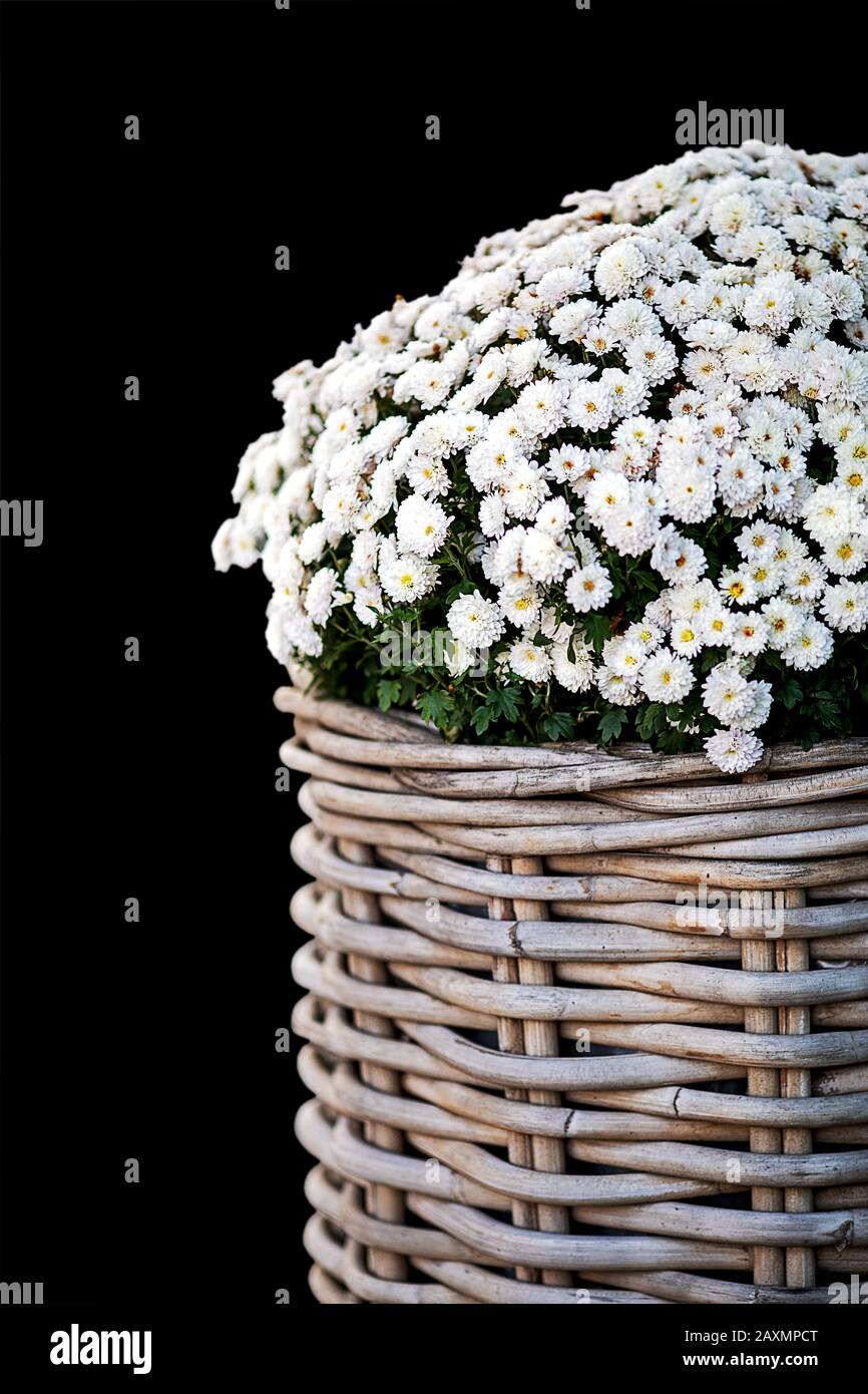 pretty autumn decoration, wicker basket planted with white mini asters Stock Photo