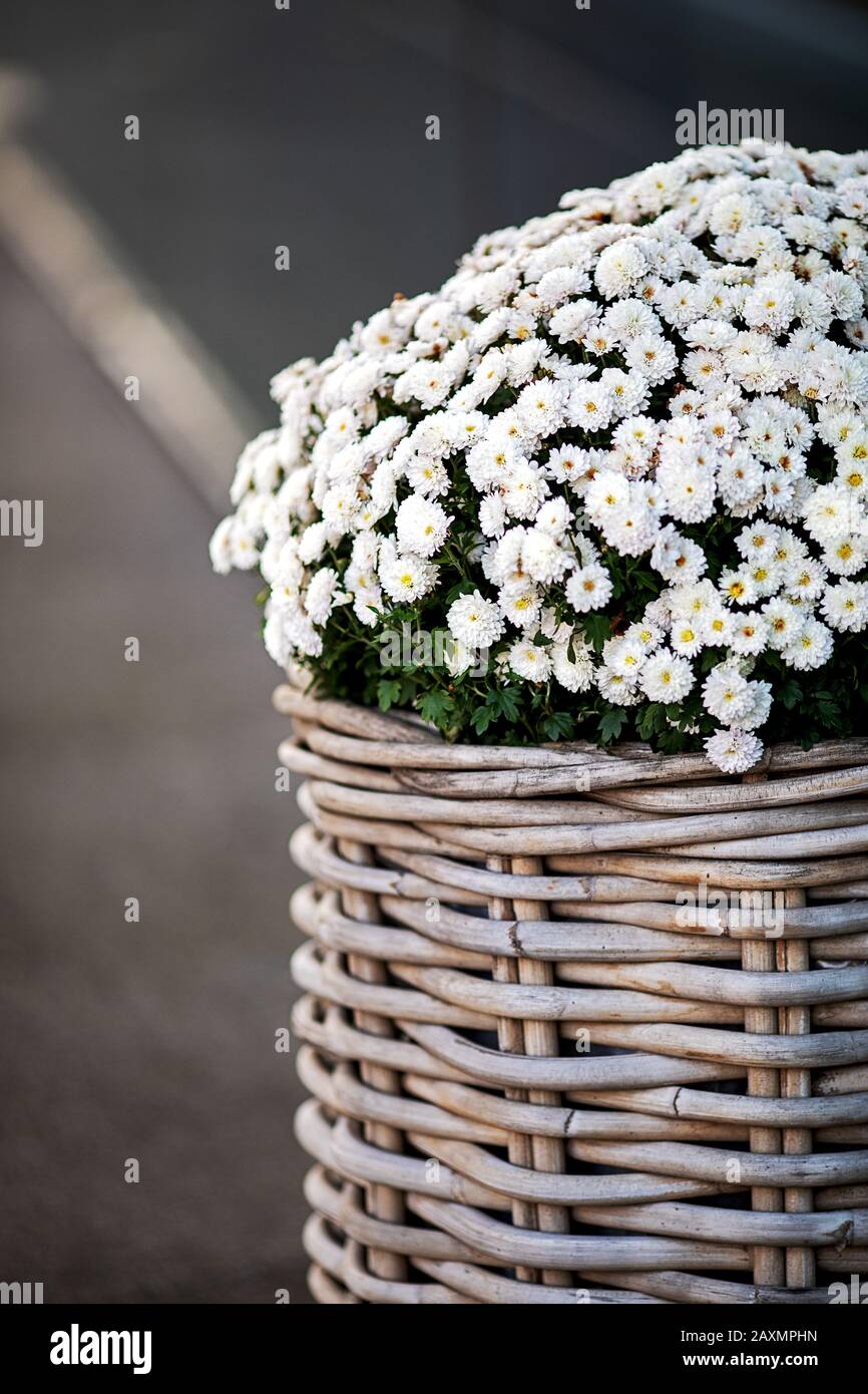pretty autumn decoration, wicker basket planted with white mini asters Stock Photo