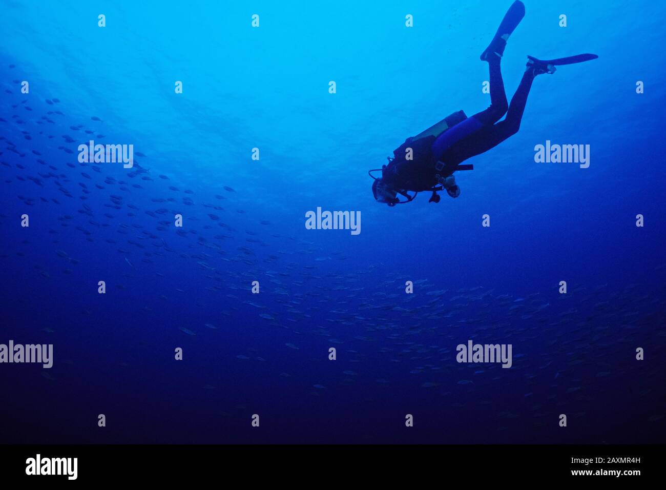 Reed Raymond descends into a school of fish in Madagascar. (Model ...