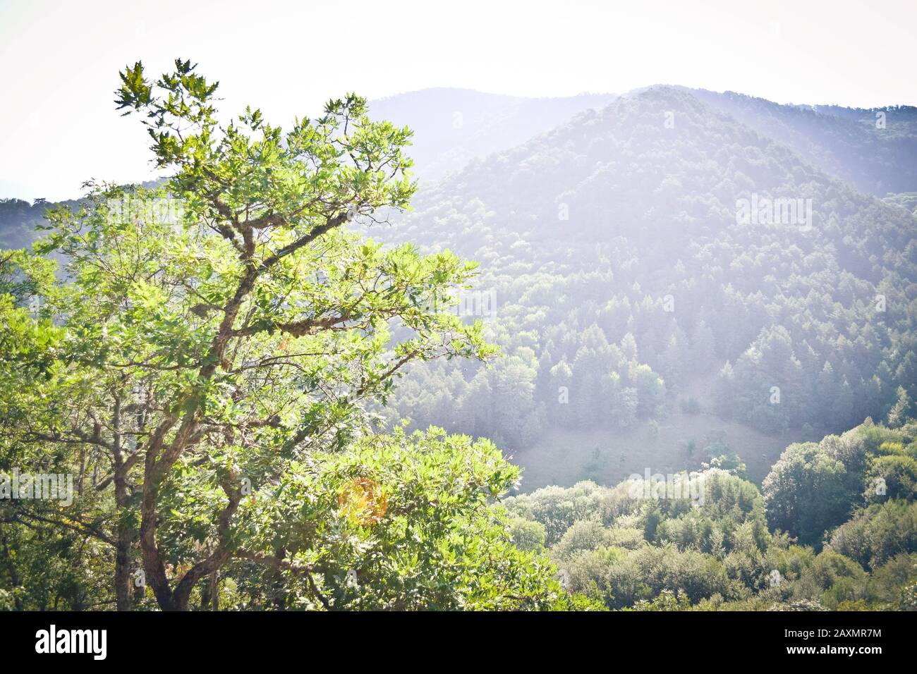 Tree top views hi-res stock photography and images - Alamy
