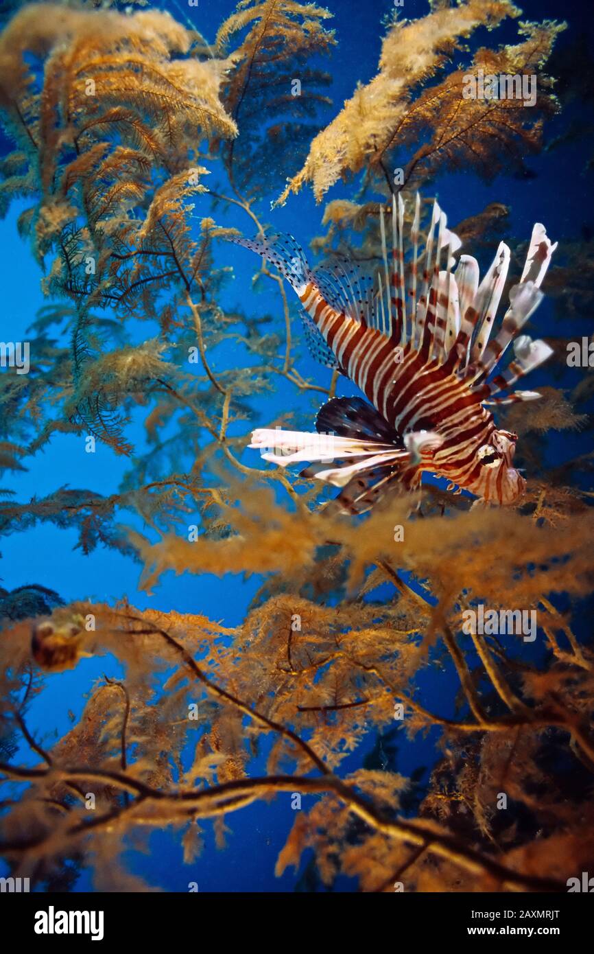 A lion fish in front of branching coral at a depth of 100 feet on the east coast of Madagascar. Stock Photo