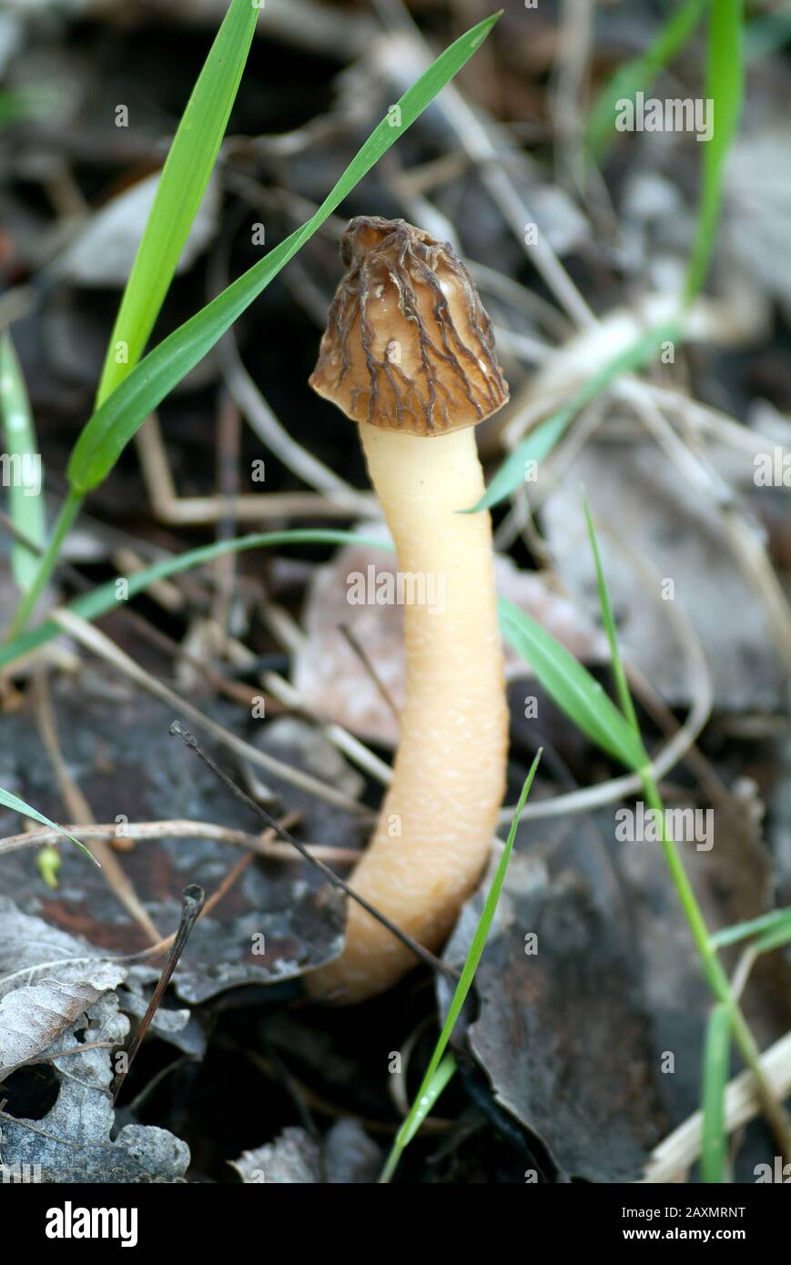 halffree morel, KäppchenMorchel, Mitrophora semilibera, fattyú