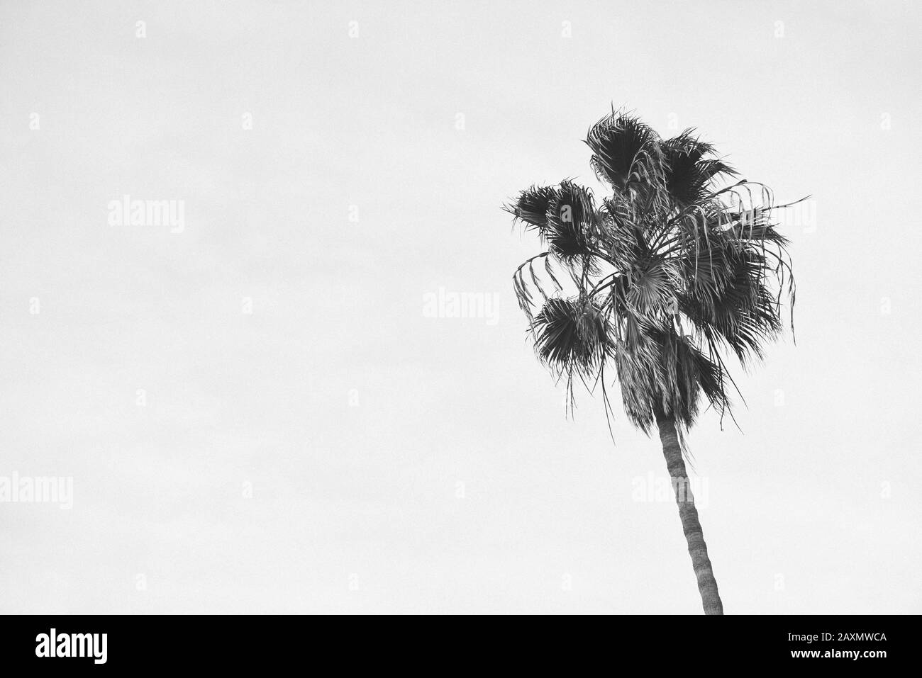Black And White Palm Tree High Resolution Stock Photography and Images ...