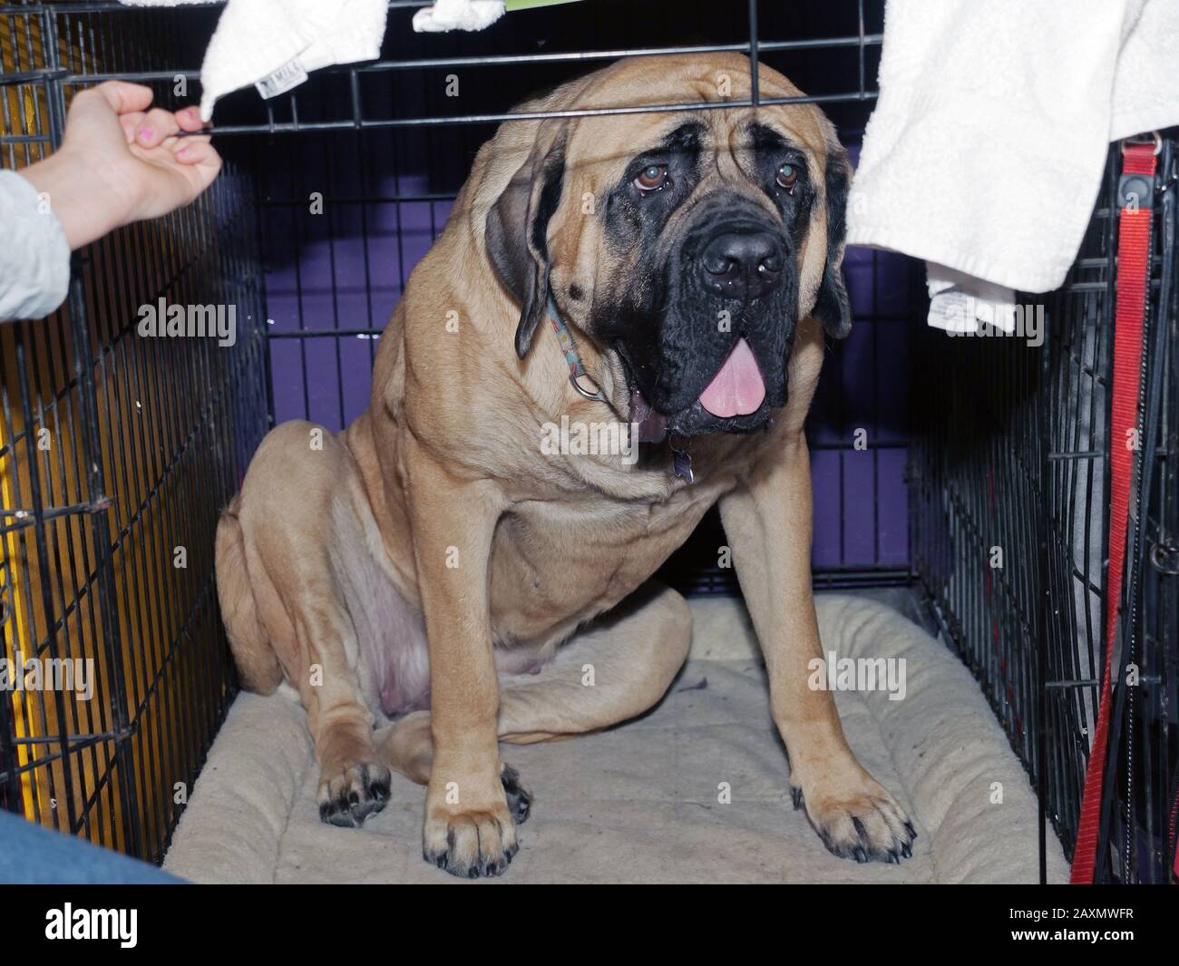 February 11, 2020, New York, New York, USA: Behind the scenes at the Westminster Dog Show 2020 in the grooming/benching area on Pier 94. Since 1877 mans best friend has been has been celebrated in the worlds greatest dog show promoting responsible dog ownership, health and breed preservation. (Credit Image: © Milo Hess/ZUMA Wire) Stock Photo