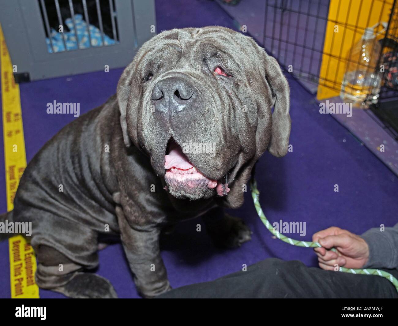 February 11, 2020, New York, New York, USA: Behind the scenes at the Westminster Dog Show 2020 in the grooming/benching area on Pier 94. Since 1877 mans best friend has been has been celebrated in the worlds greatest dog show promoting responsible dog ownership, health and breed preservation. (Credit Image: © Milo Hess/ZUMA Wire) Stock Photo