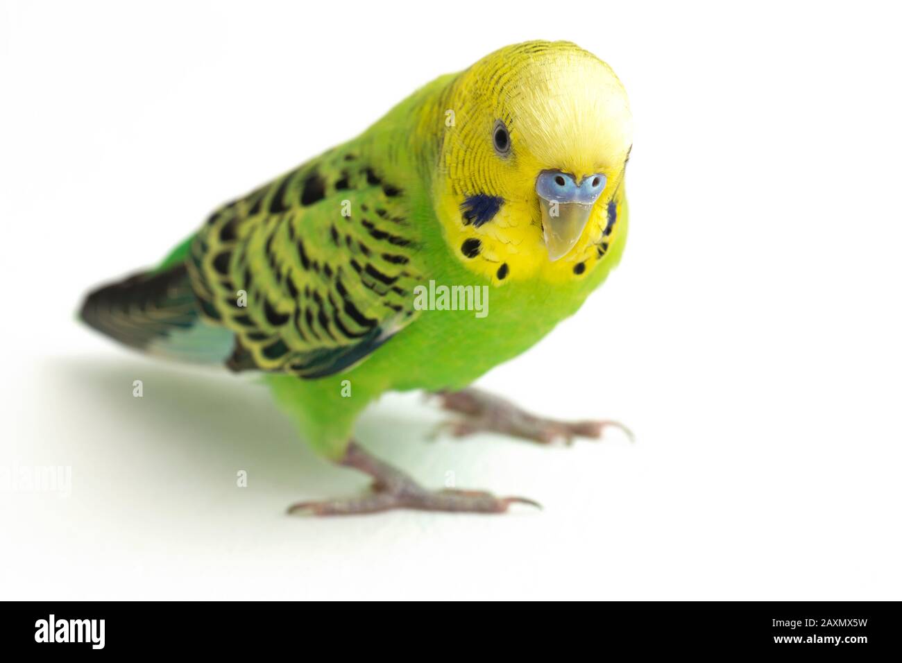 Close up of a Budgerigar parakee isolated on white background Stock Photo