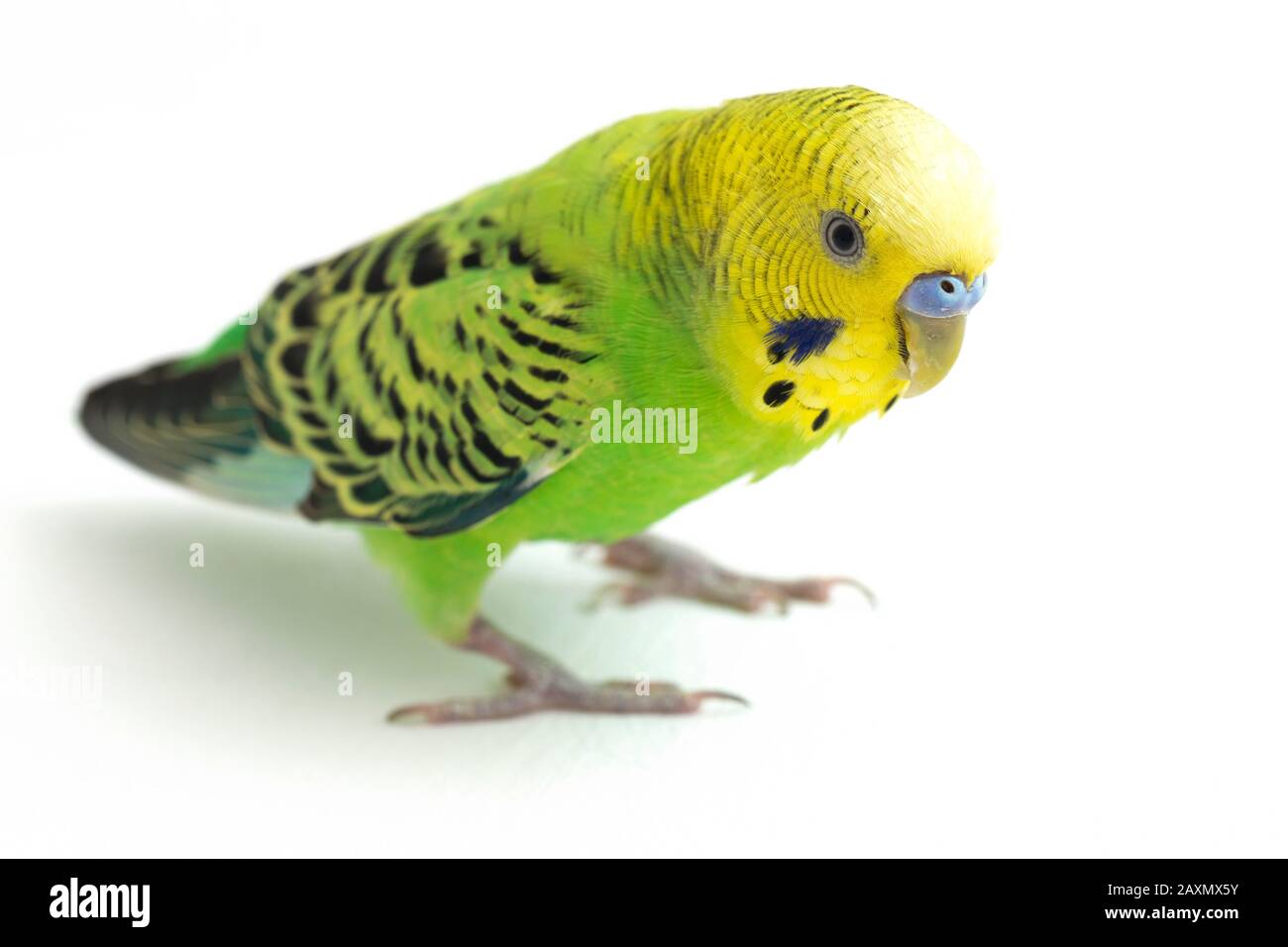 Close up of a Budgerigar parakee isolated on white background Stock Photo