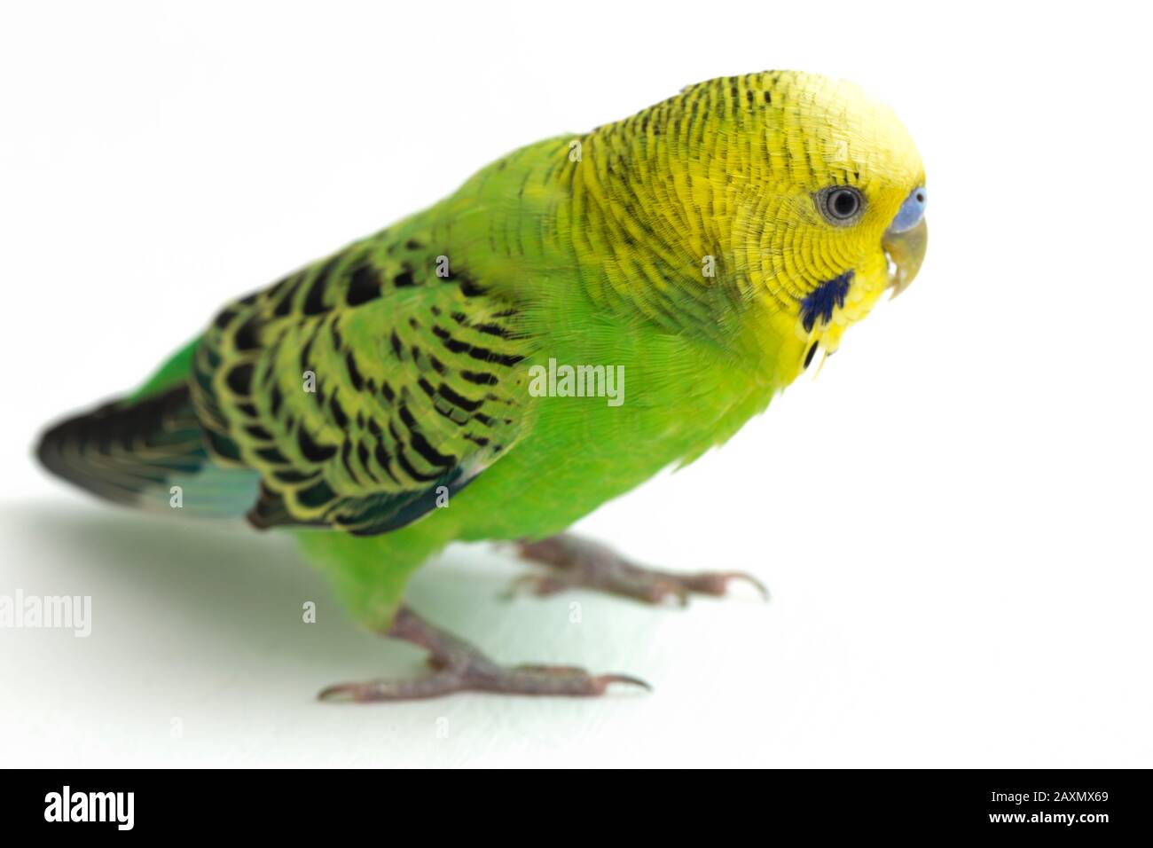 Close up of a Budgerigar parakee isolated on white background Stock Photo