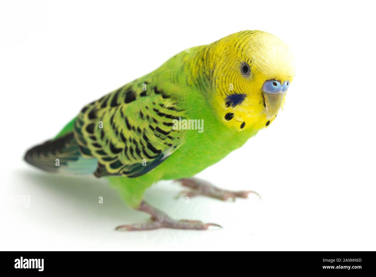 Close up of a Budgerigar parakee isolated on white background Stock Photo