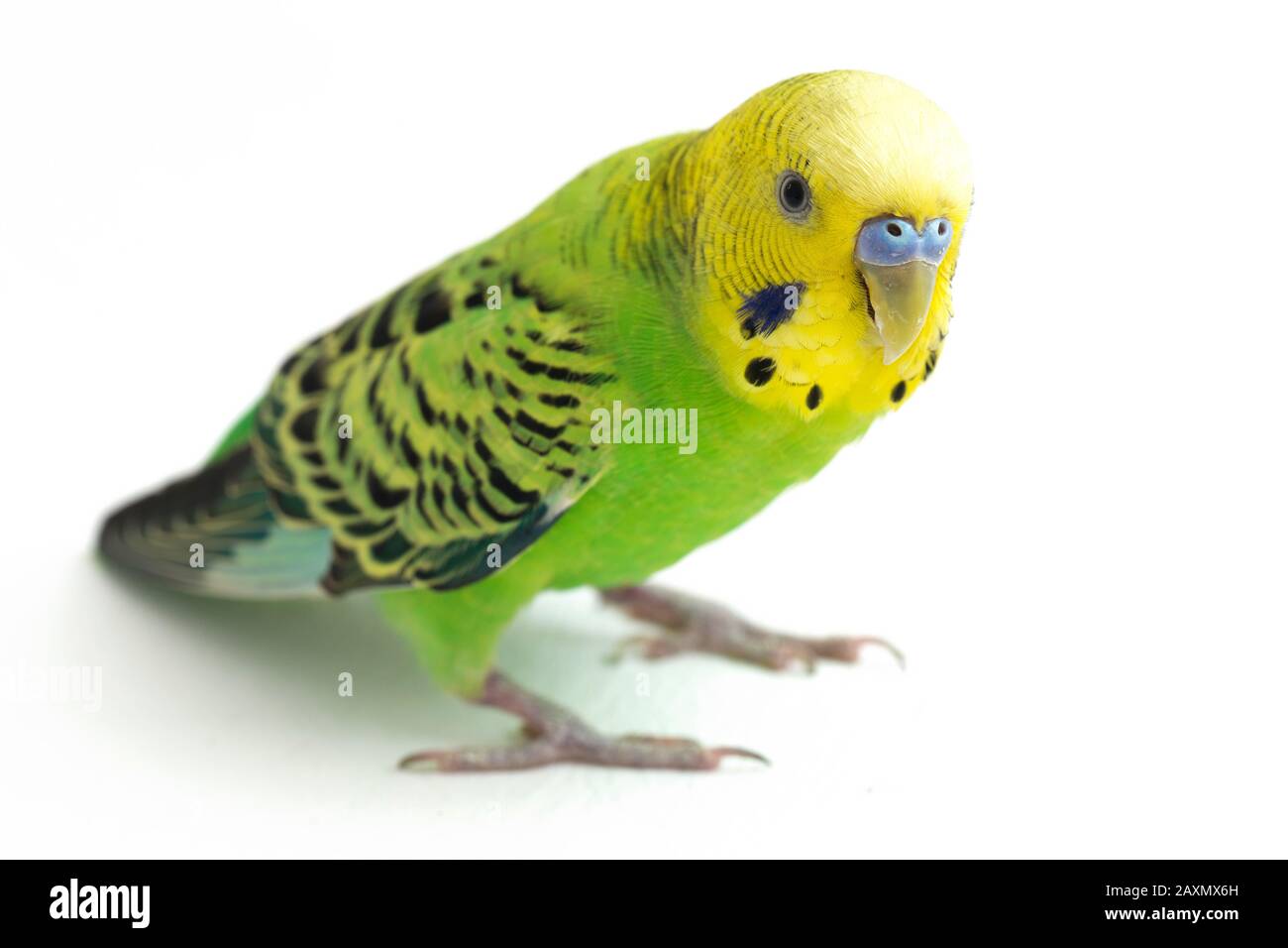 Close up of a Budgerigar parakee isolated on white background Stock Photo