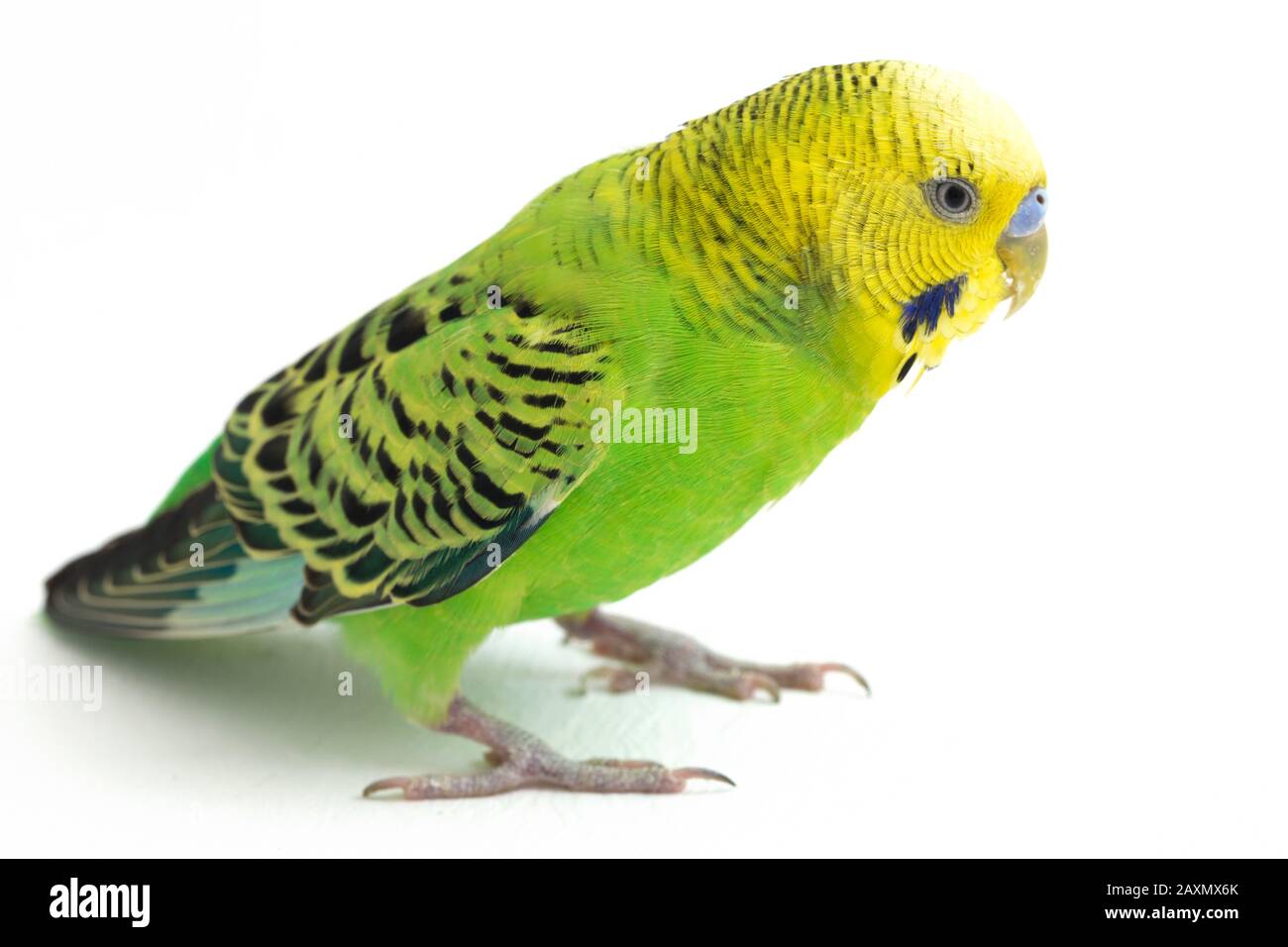 Close up of a Budgerigar parakee isolated on white background Stock Photo