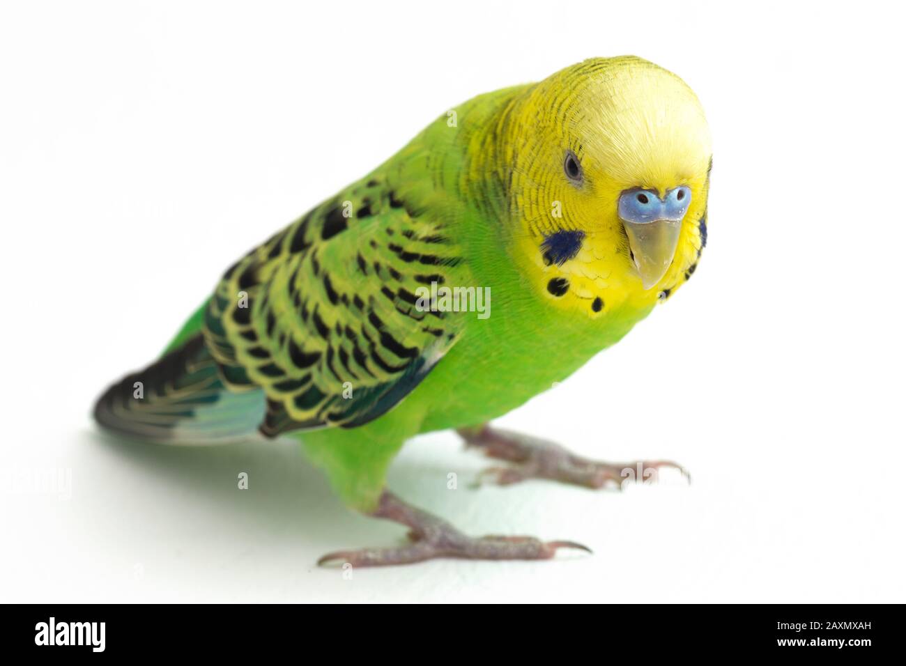 Close up of a Budgerigar parakee isolated on white background Stock Photo