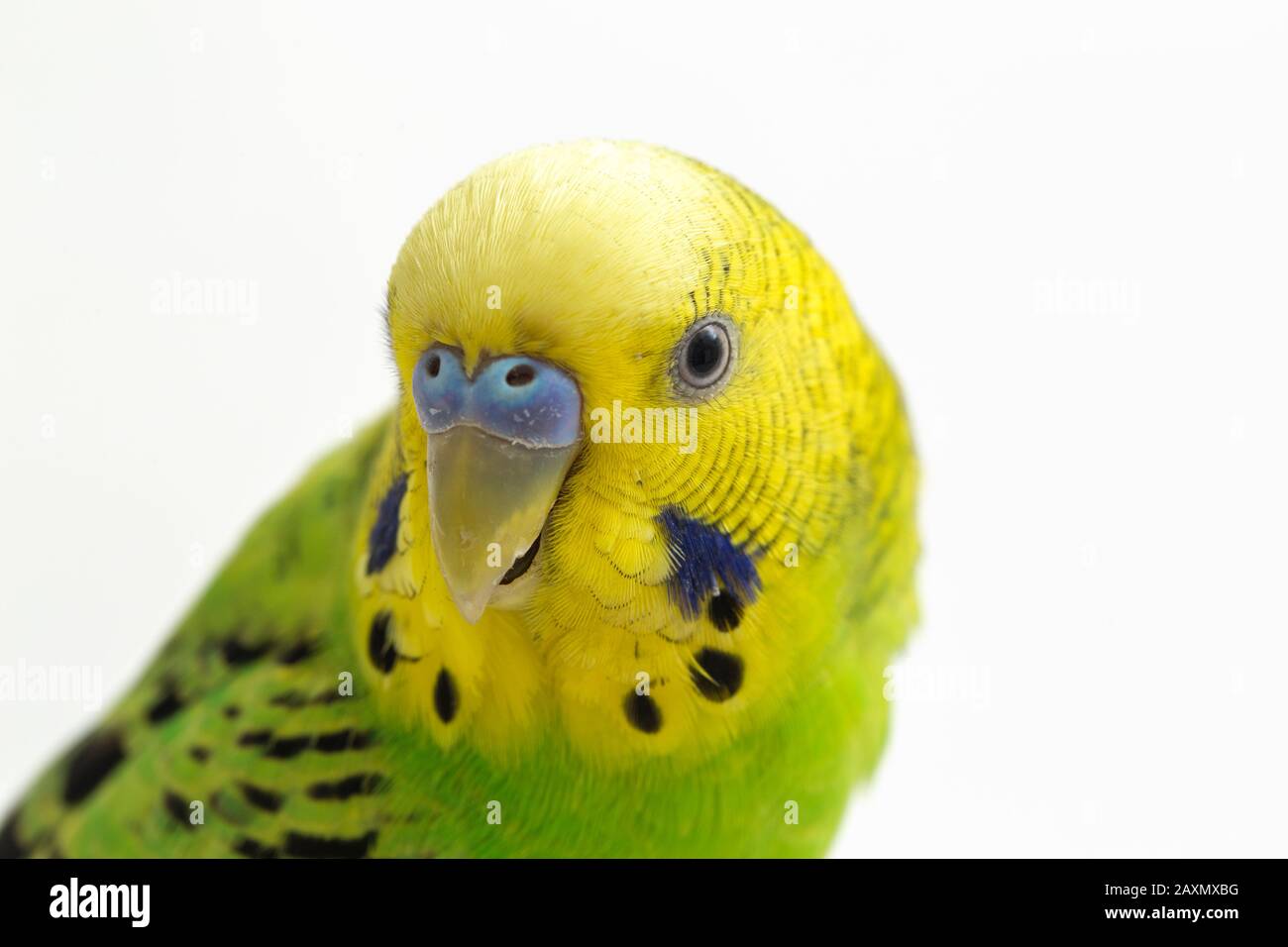 Close up of a Budgerigar parakee isolated on white background Stock Photo